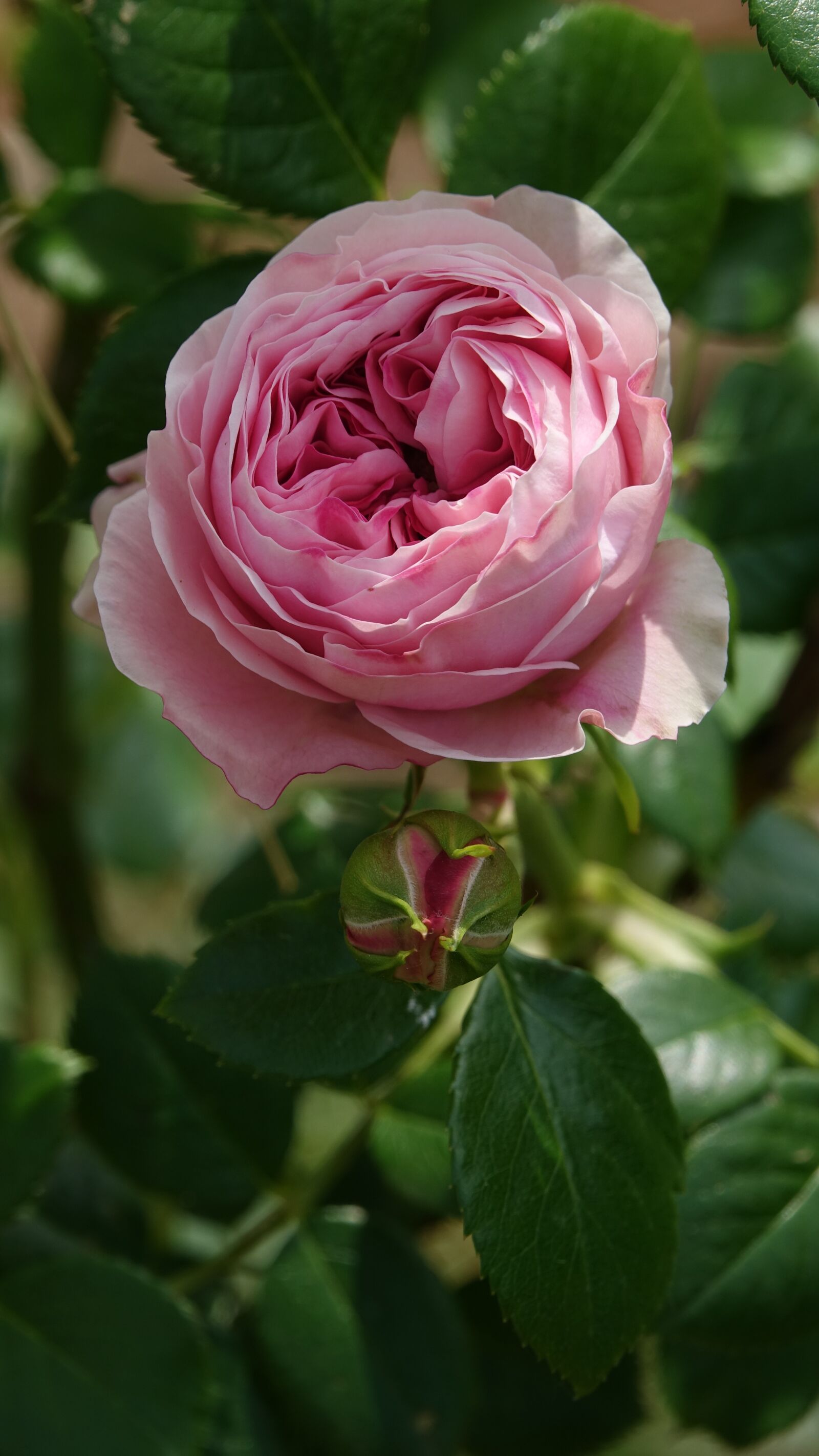 Sony Cyber-shot DSC-RX10 III sample photo. Pink, climbing rose, garden photography