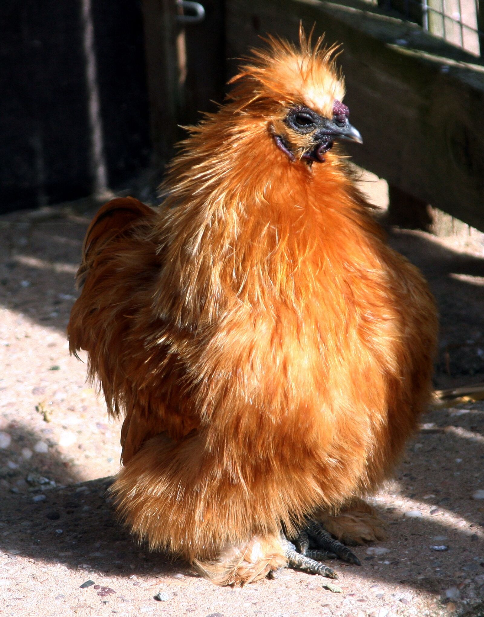Canon EOS 350D (EOS Digital Rebel XT / EOS Kiss Digital N) sample photo. Hen, small, rousse photography
