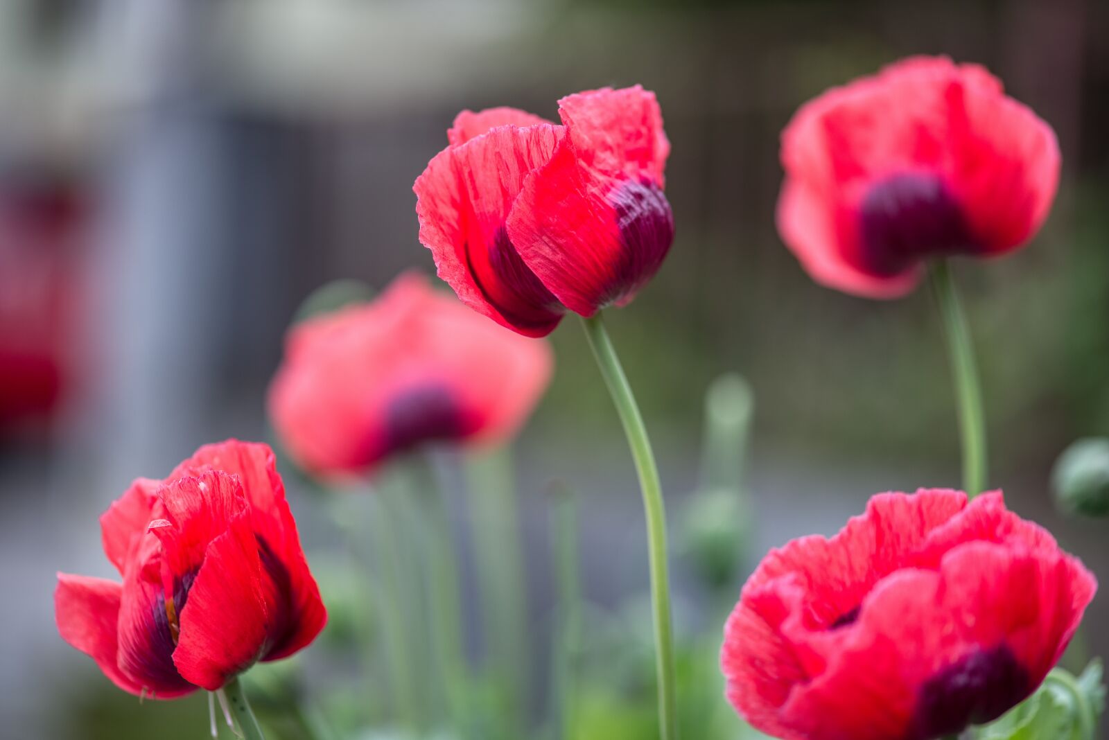 Nikon D750 sample photo. Poppies, meadow, side of photography