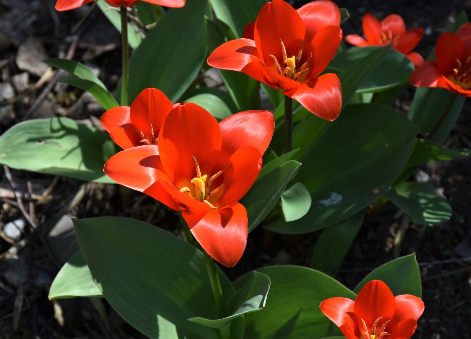 Nikon D7200 sample photo. Tulips, bloom, nature photography