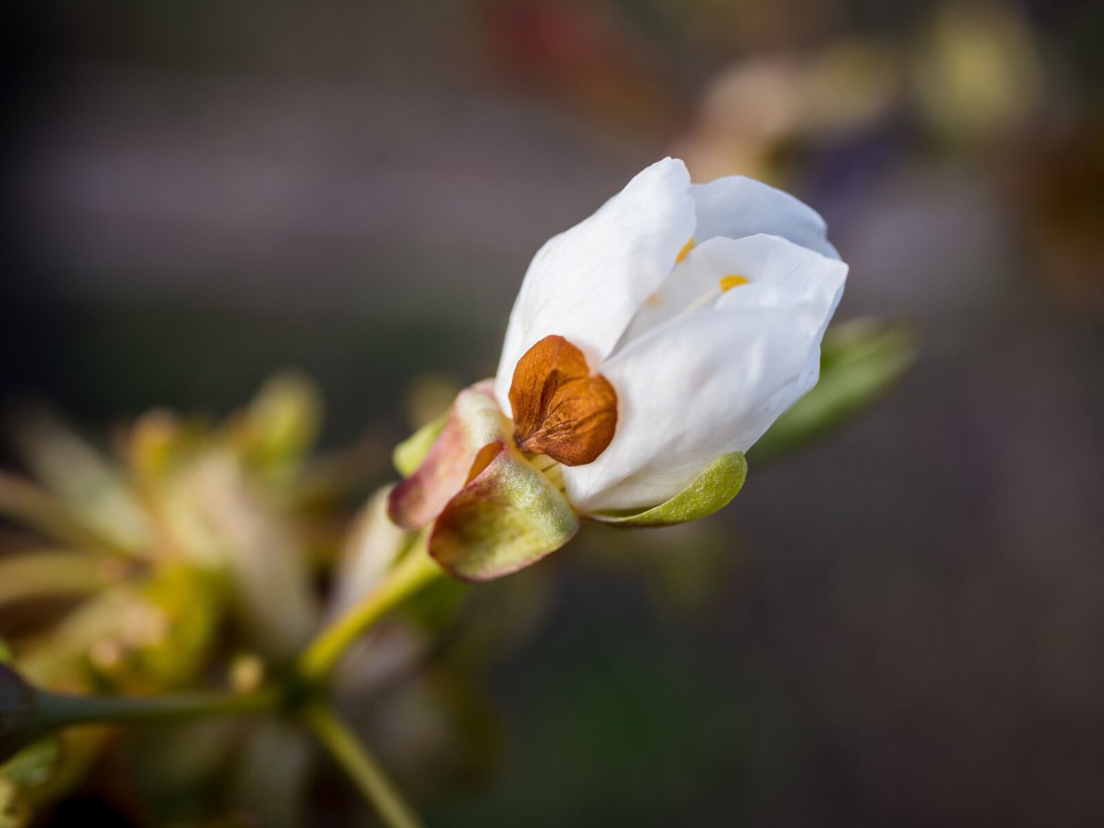 Panasonic Lumix G Macro 30mm F2.8 ASPH Mega OIS sample photo. Blossom, bloom, flower bud photography