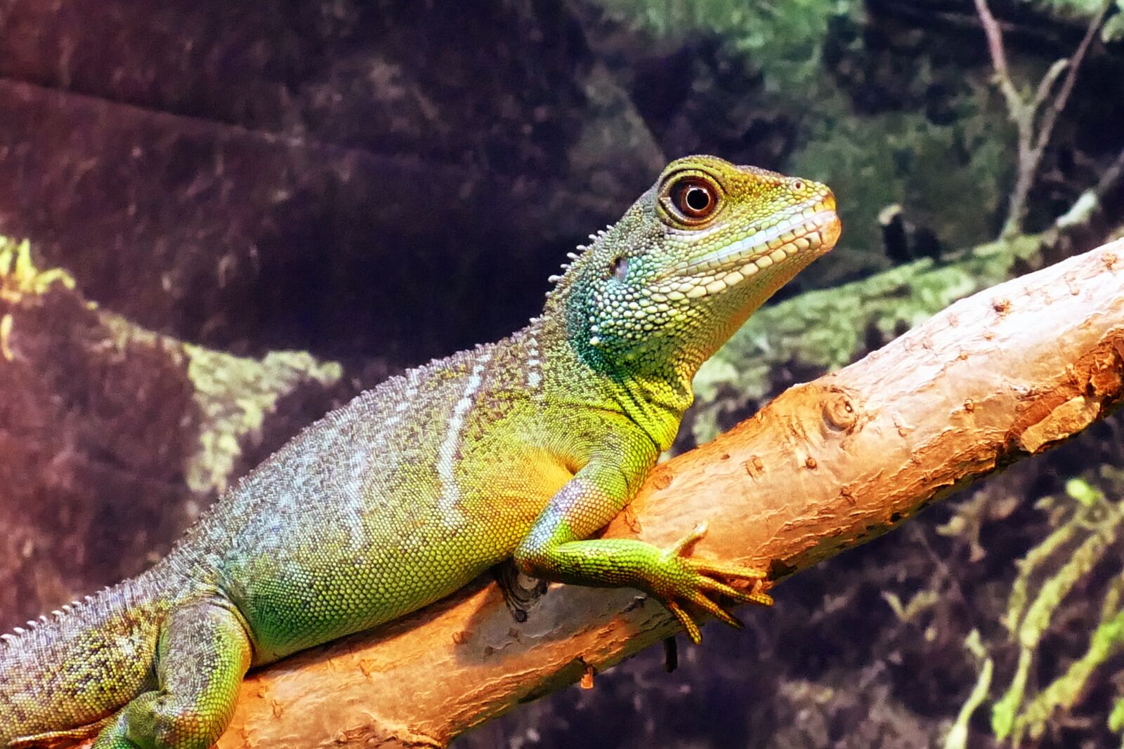 Panasonic Lumix DMC-FZ1000 sample photo. Chinese, water dragon, physignathus photography