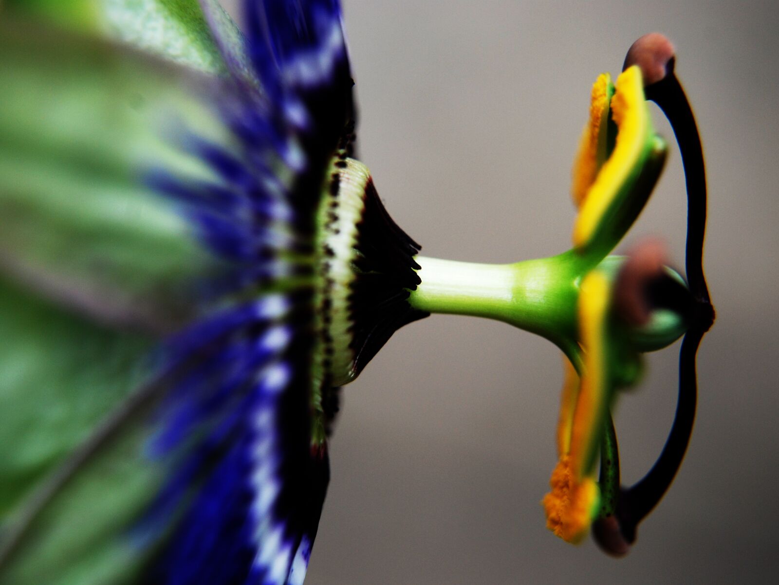 Nikon D40X sample photo. Macro, close up, passion photography