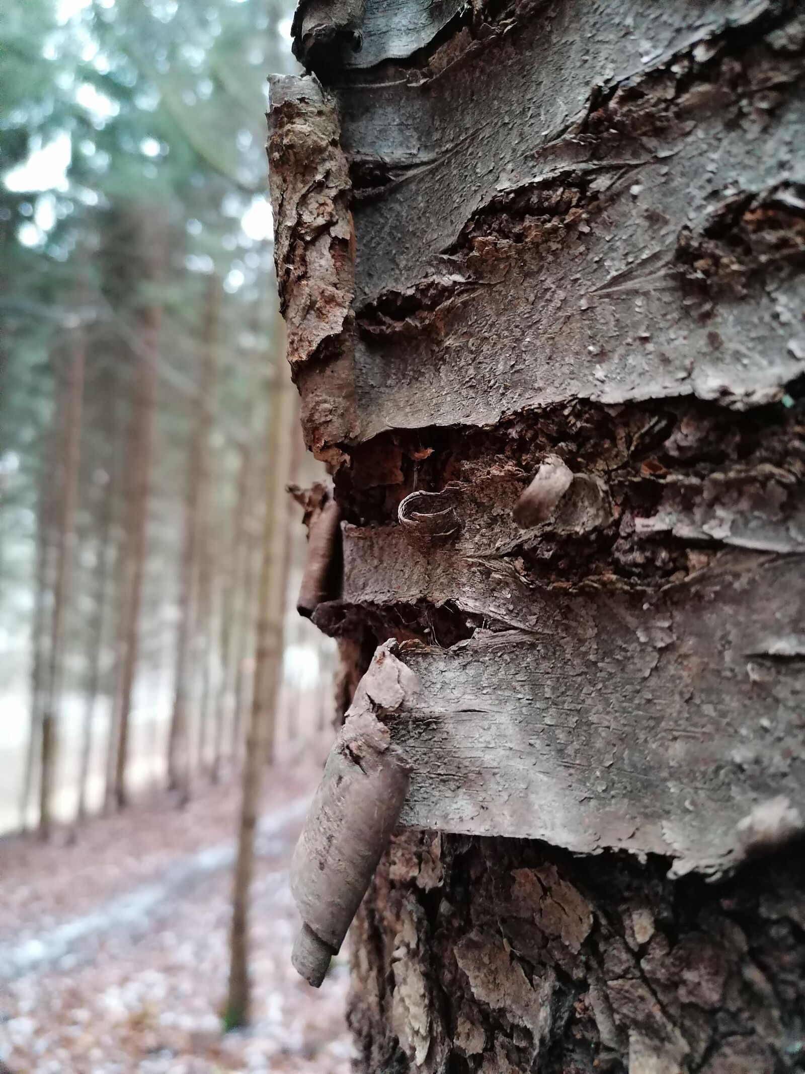 HUAWEI P30 LITE sample photo. Bark, forest, nature photography