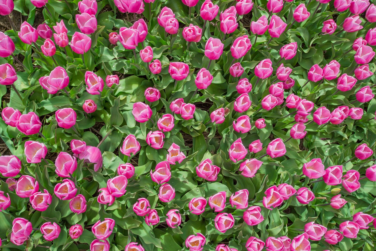 Nikon D610 sample photo. Pink, tulip, field photography