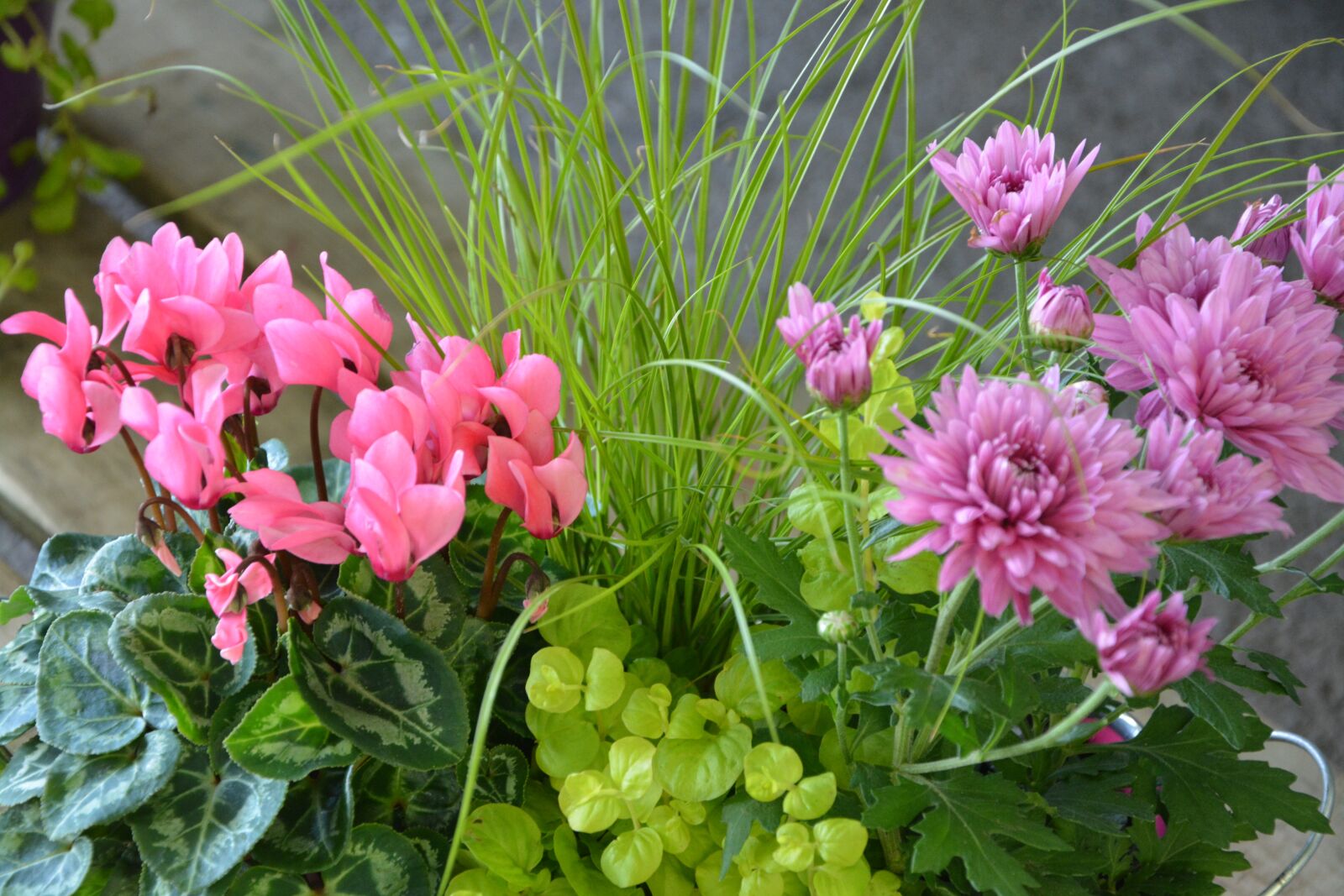 Nikon D5200 sample photo. Flowers, plants, flowered photography