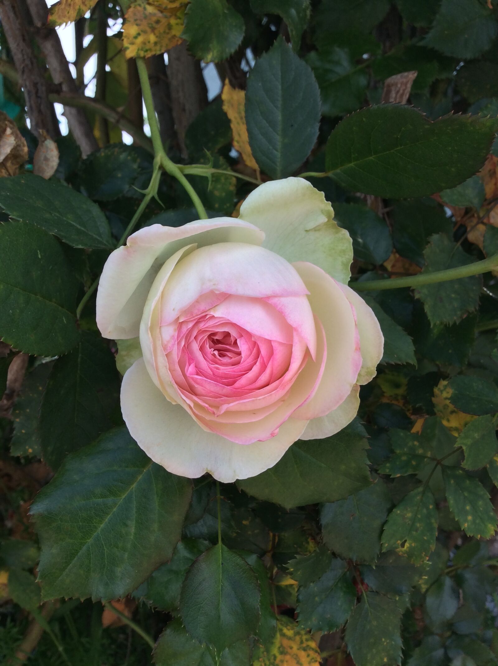 iPad mini 2 back camera 3.3mm f/2.4 sample photo. Flower, rose, pink photography