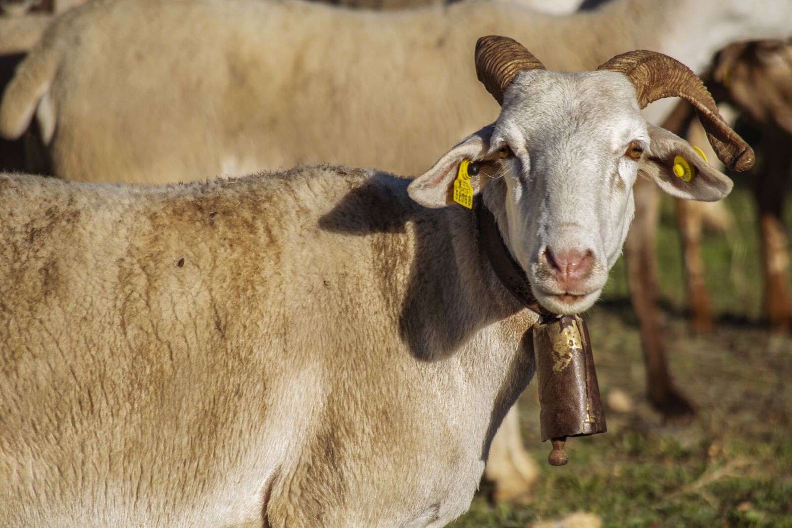 Nikon D3300 sample photo. Sheep, horns, animals photography