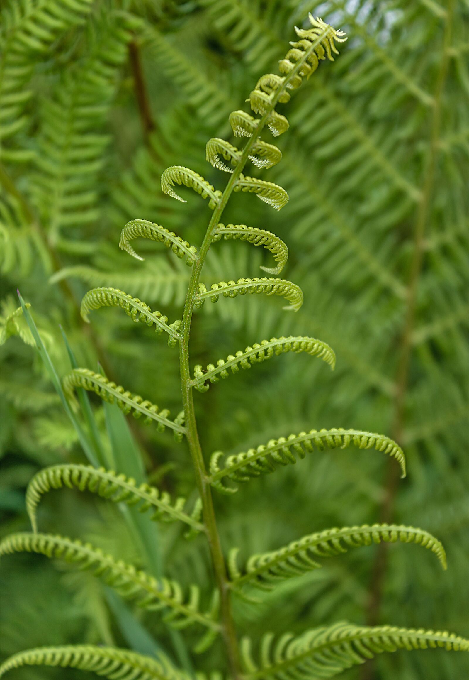 Canon EOS 600D (Rebel EOS T3i / EOS Kiss X5) sample photo. Fern, forest, plant photography
