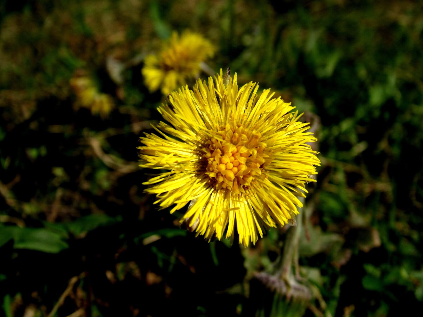 Canon PowerShot SX530 HS sample photo. Tussilago farfara, medicinal plant photography