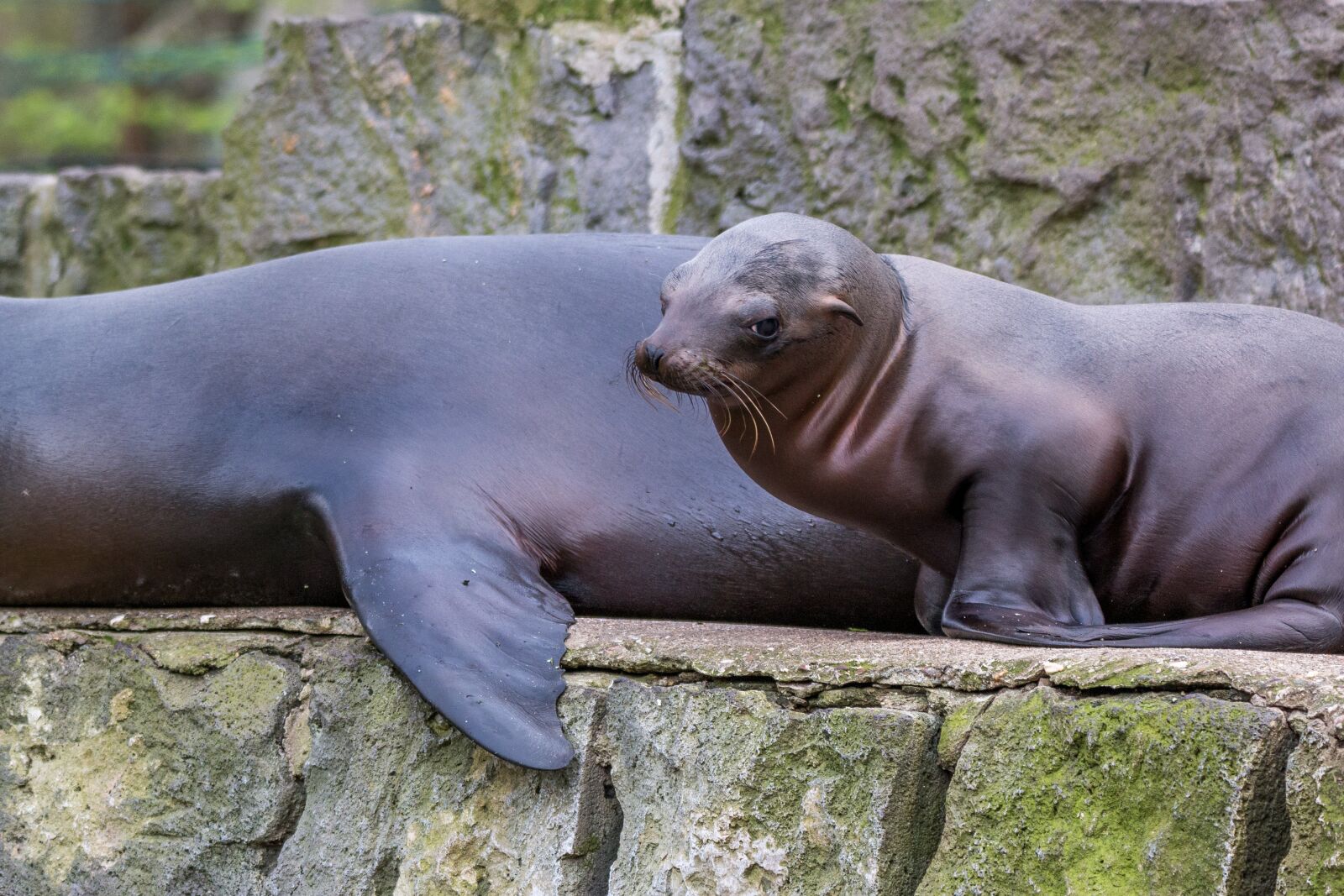 150-600mm F5-6.3 DG OS HSM | Contemporary 015 sample photo. California sea lion, young photography
