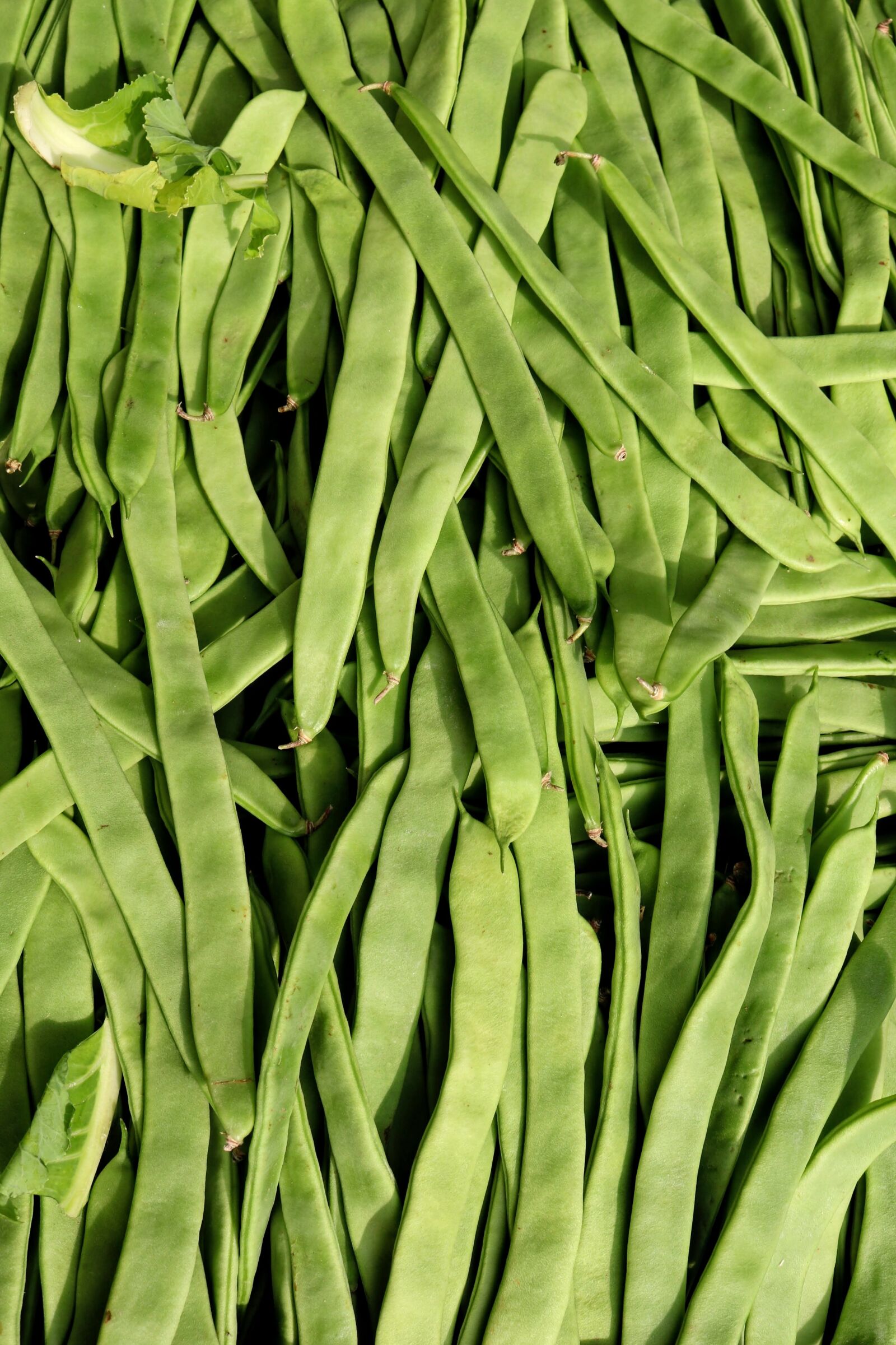 Canon EOS 750D (EOS Rebel T6i / EOS Kiss X8i) sample photo. Beans, food factory beans photography