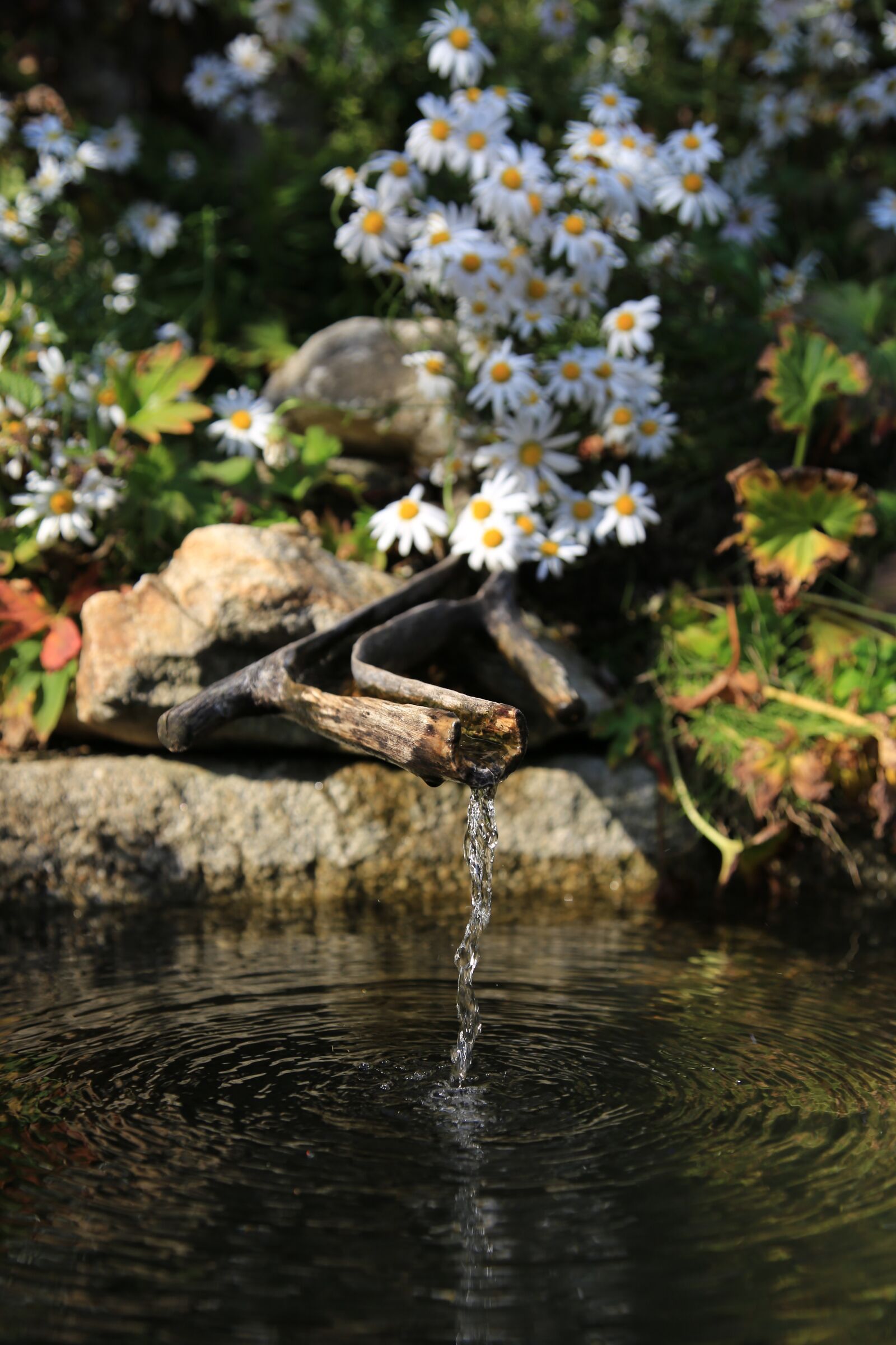 Canon EOS 6D + Canon EF 24-105mm F4L IS USM sample photo. Water, chrysanthemum, flowers photography