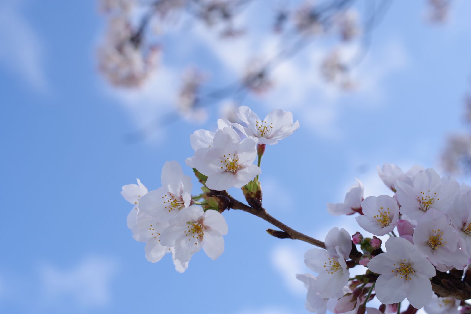 Pentax KP sample photo. Cherry blossoms, plant, flowers photography