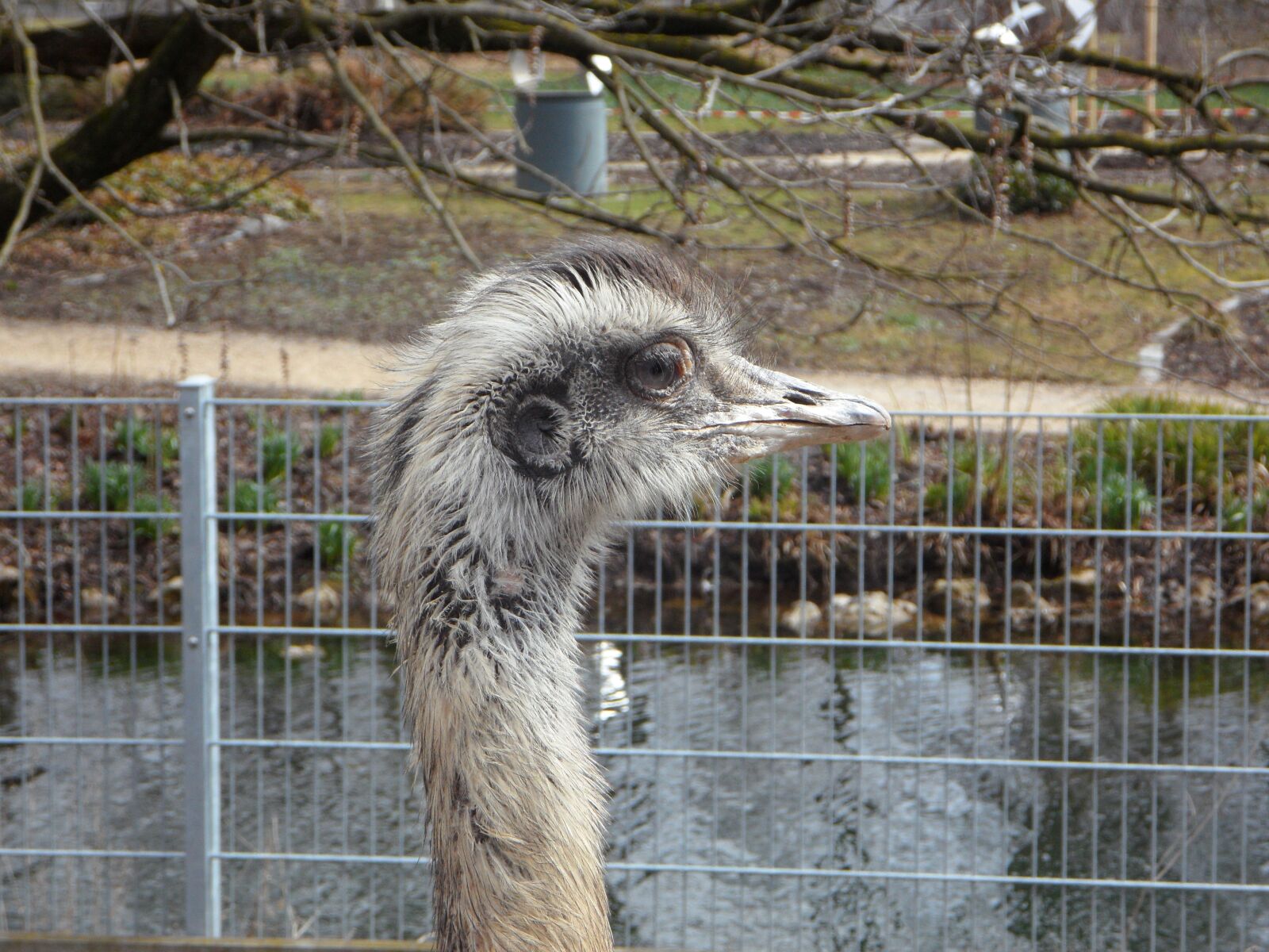 Samsung VLUU WB210, SAMSUNG WB210 sample photo. Rhea bird, cheeky, bird photography