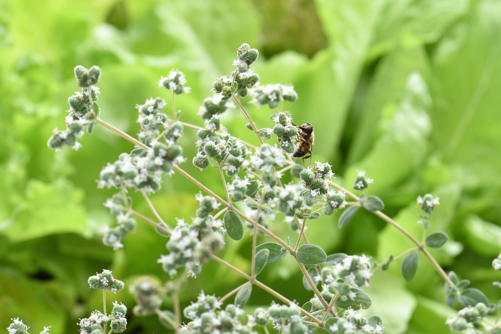 Nikon D5500 sample photo. Oregano, herb, spice photography