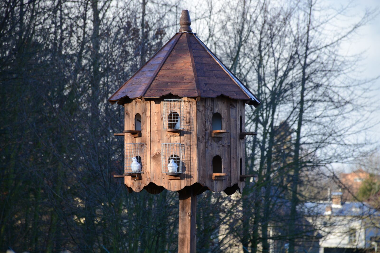 Nikon D7100 sample photo. Pigeon, dovecote, dove photography