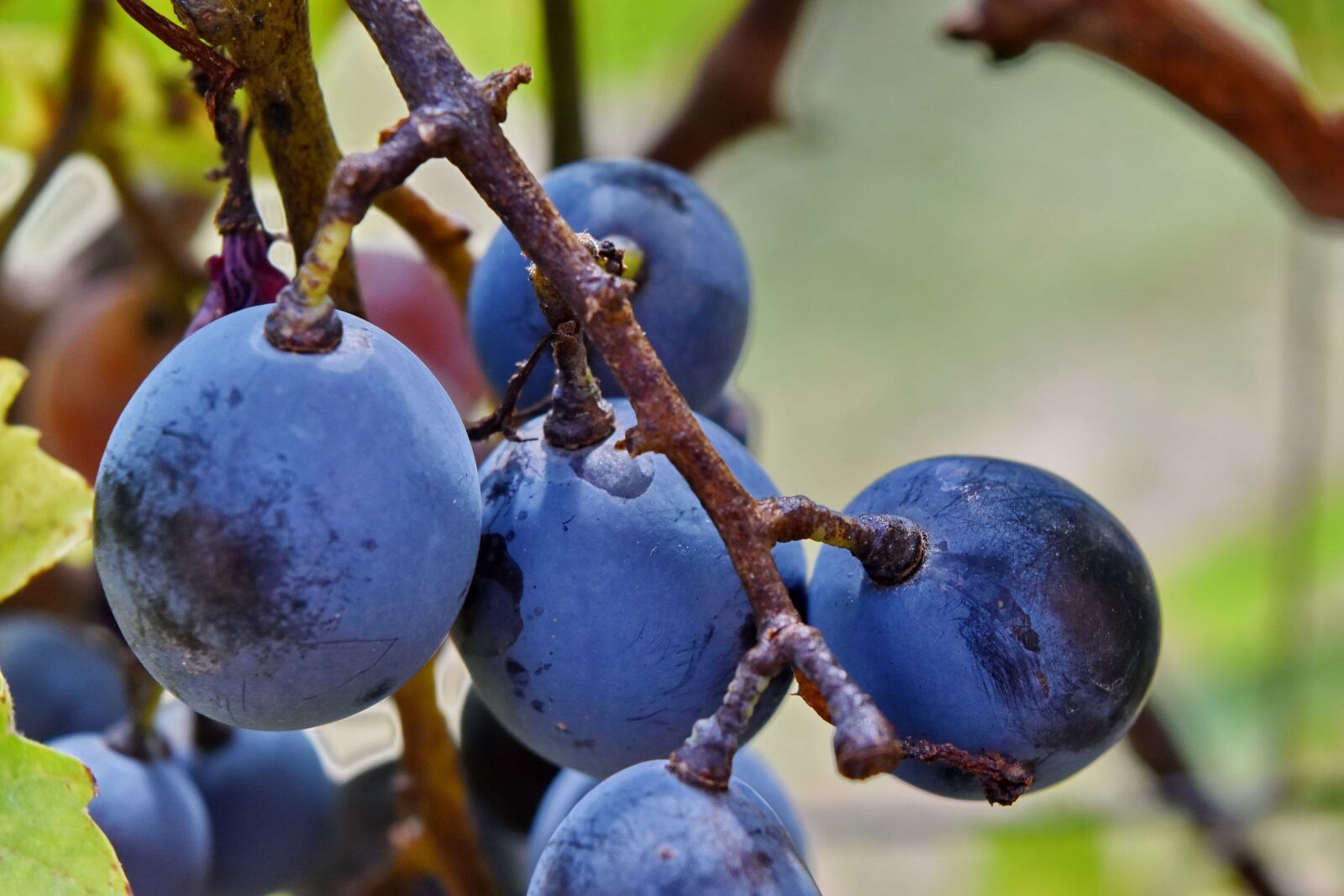Nikon D5500 sample photo. Blue, branch, fruit, grapes photography