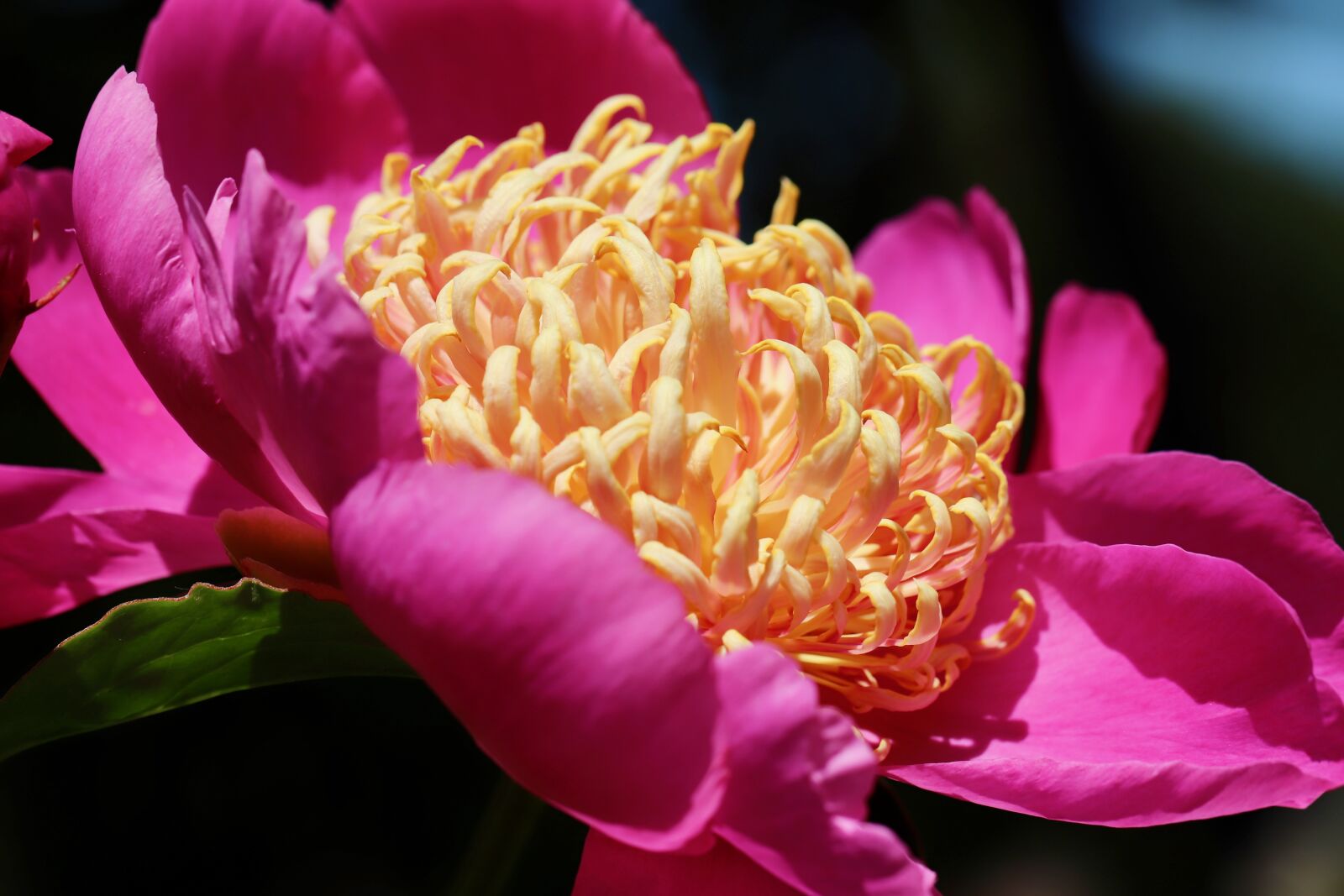 Canon EOS 800D (EOS Rebel T7i / EOS Kiss X9i) + Canon EF 100mm F2.8L Macro IS USM sample photo. Peony, stamens, blossom photography