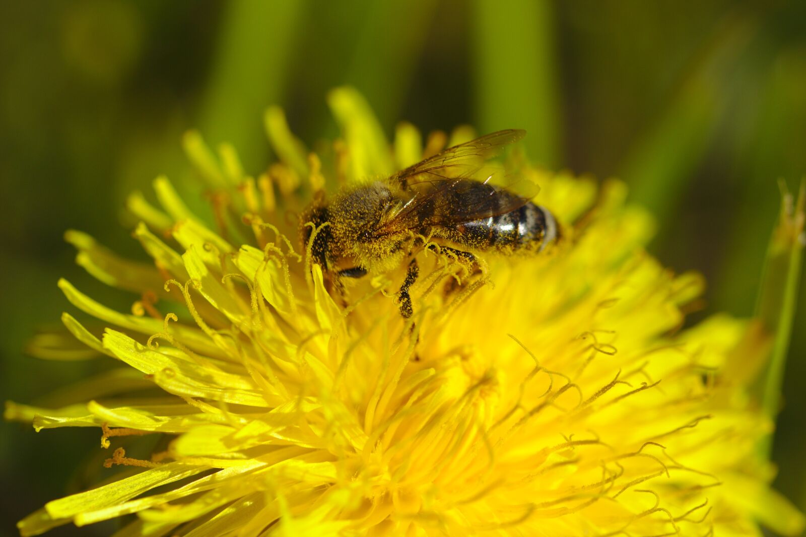 Canon EOS 600D (Rebel EOS T3i / EOS Kiss X5) sample photo. Bee, flower, yellow photography