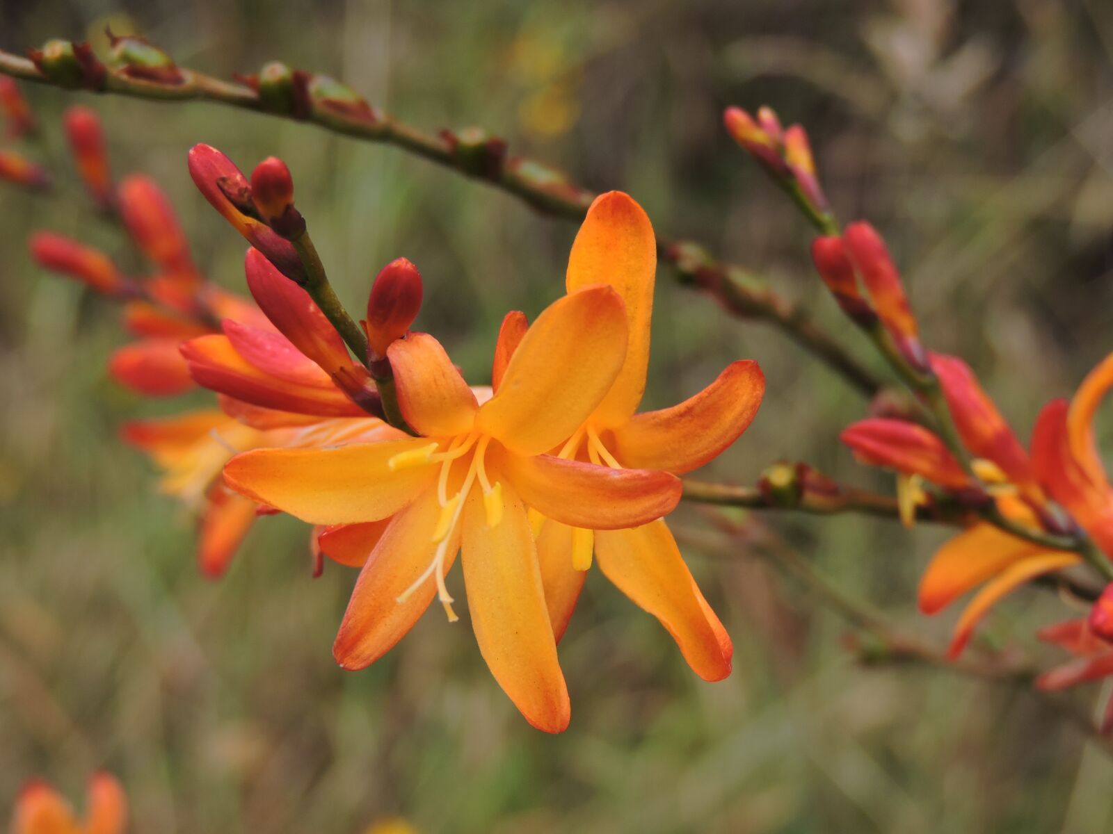 Nikon Coolpix P530 sample photo. Flower, paramo, moor photography