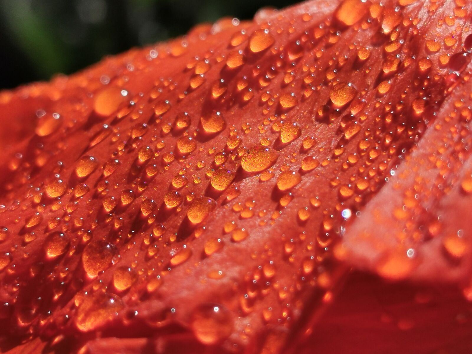HUAWEI VOG-L29 sample photo. Raindrop, red, dew photography