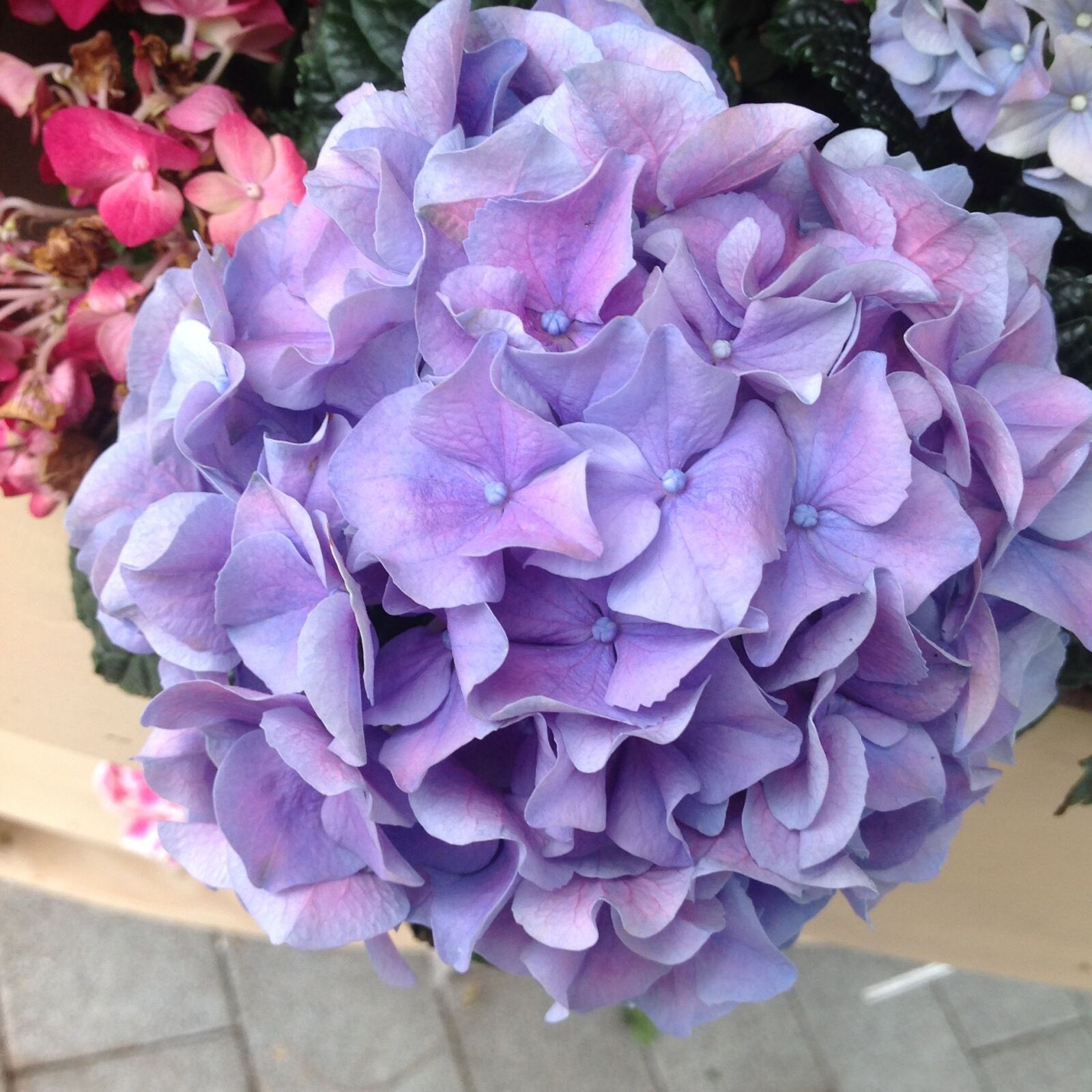 iPad back camera 4.28mm f/2.4 sample photo. Hydrangea, keukenhof garden, purple photography