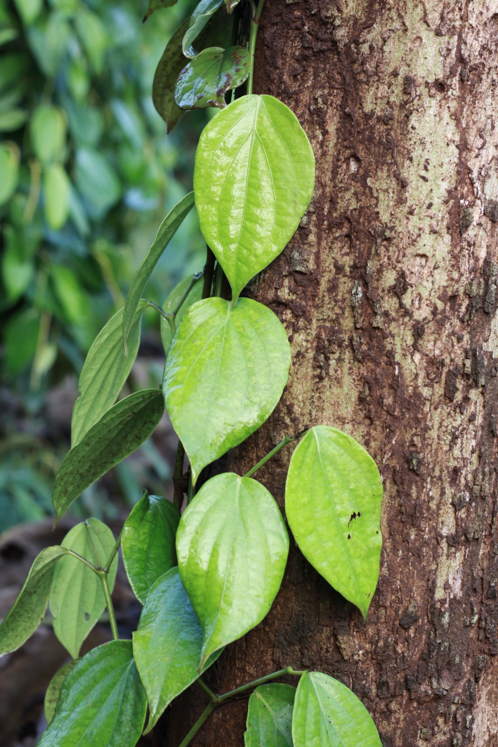 Canon EOS 50D sample photo. Leaf, vegetarian, pepper photography