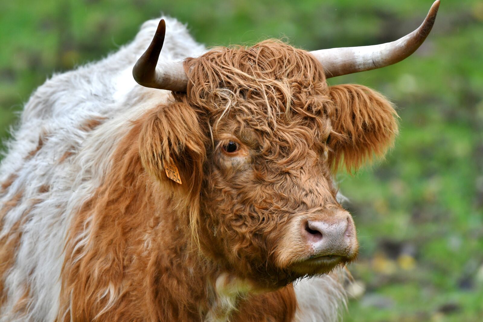 Nikon D500 sample photo. Cow, horns, muzzle photography
