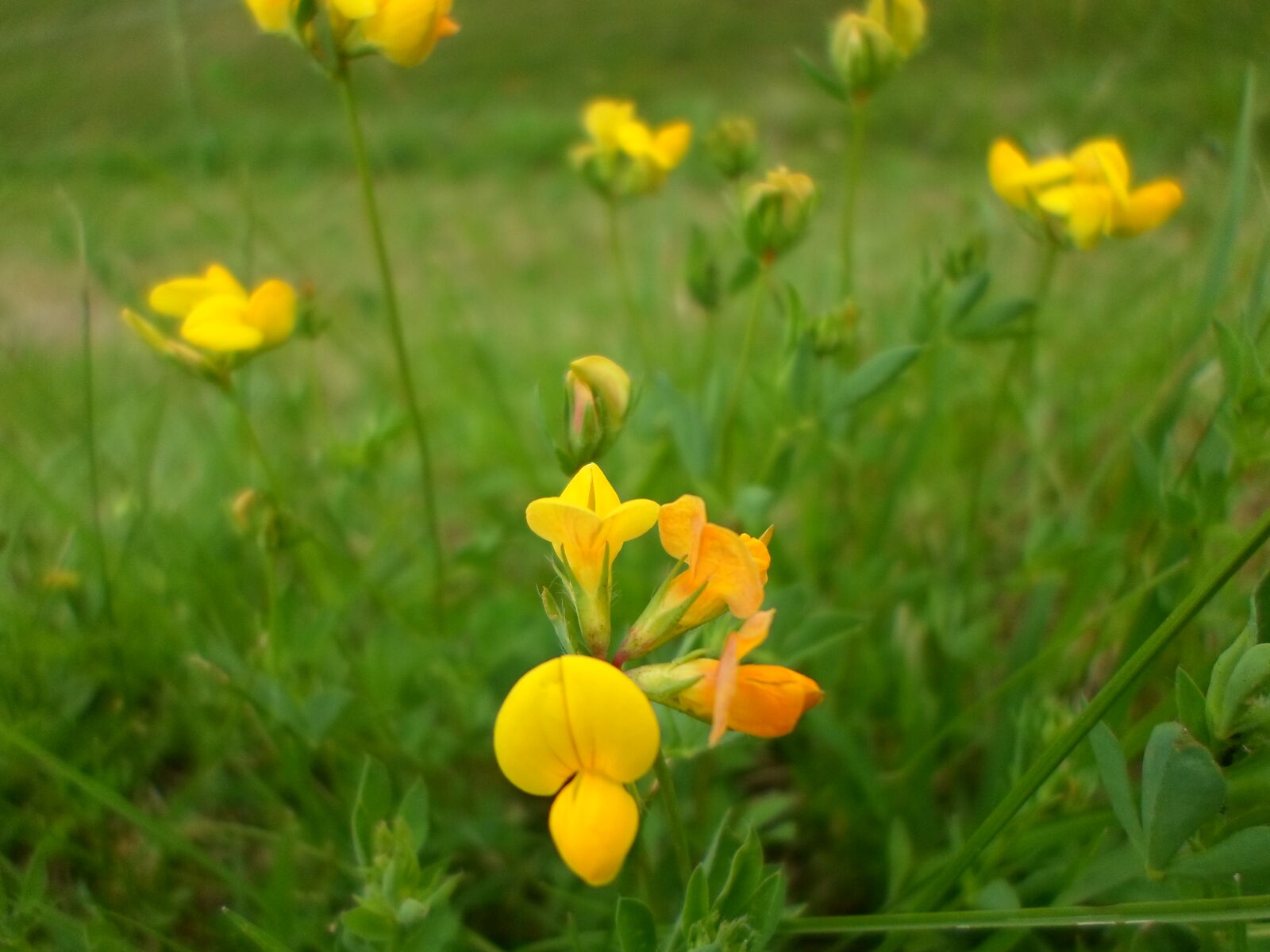 Samsung ST66 / ST68 sample photo. Flower, nature, yellow, flowers photography