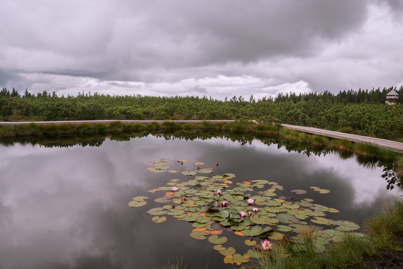 Nikon D800 sample photo. Pond, pohorje, rogla photography