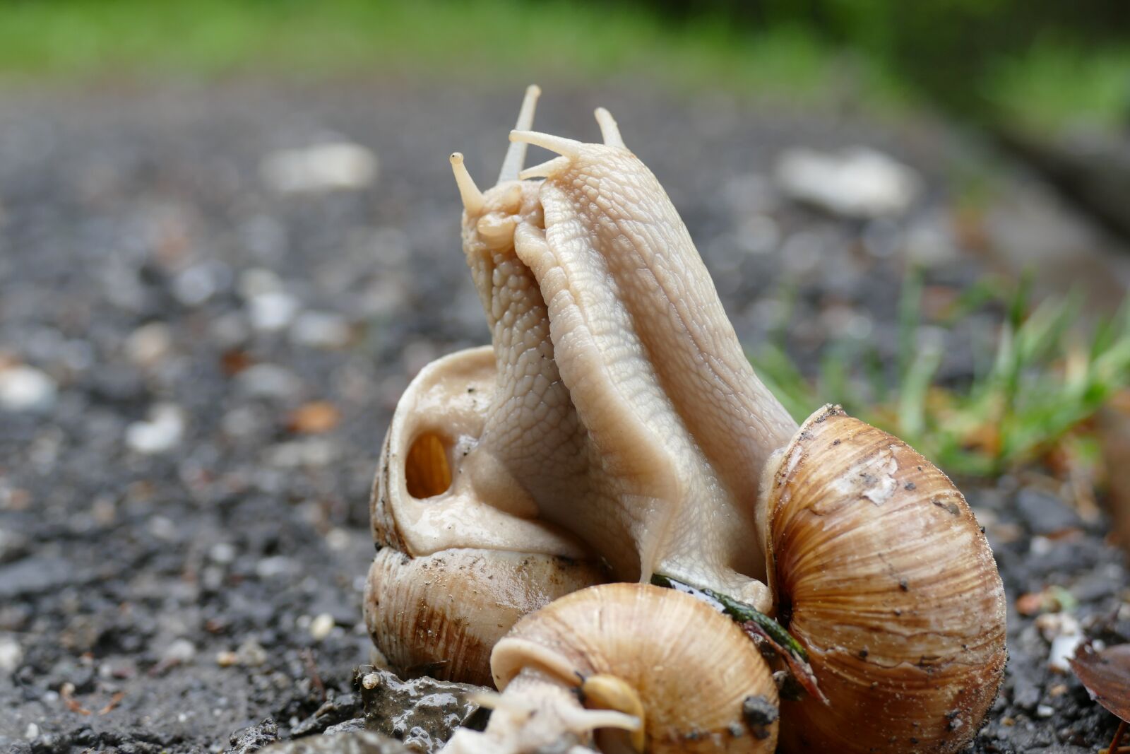 Panasonic Lumix DMC-FZ1000 sample photo. Snail, copulation, pairing photography