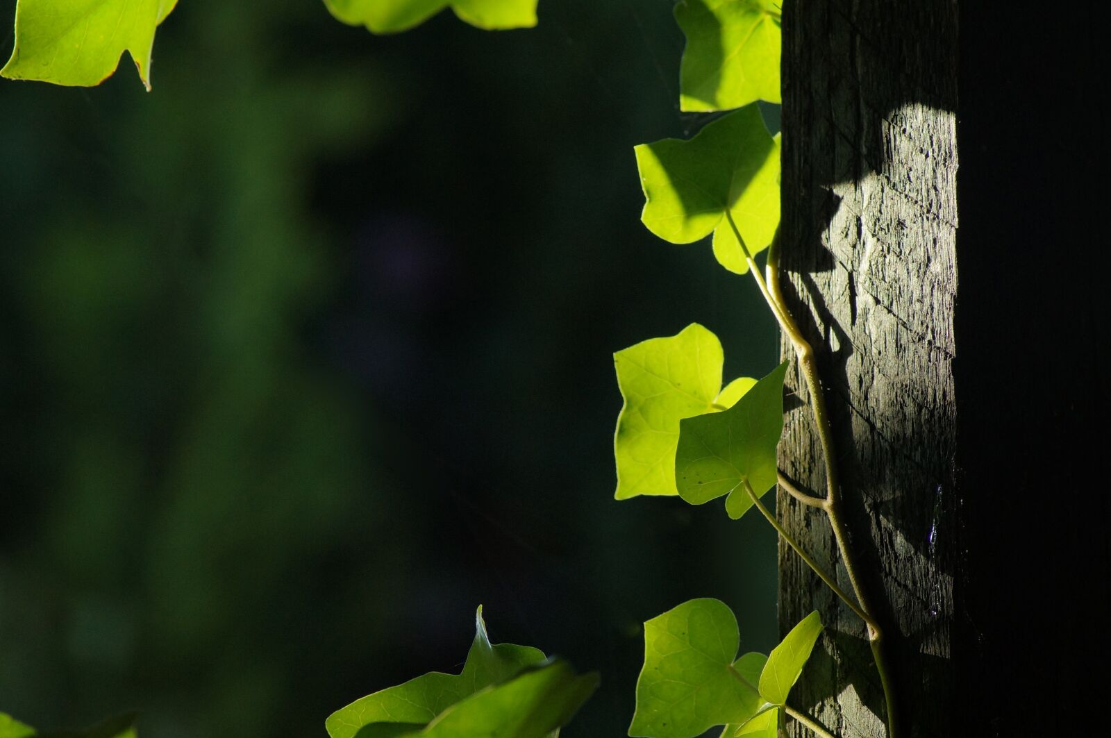 Sony SLT-A57 sample photo. Leaf, green, background photography