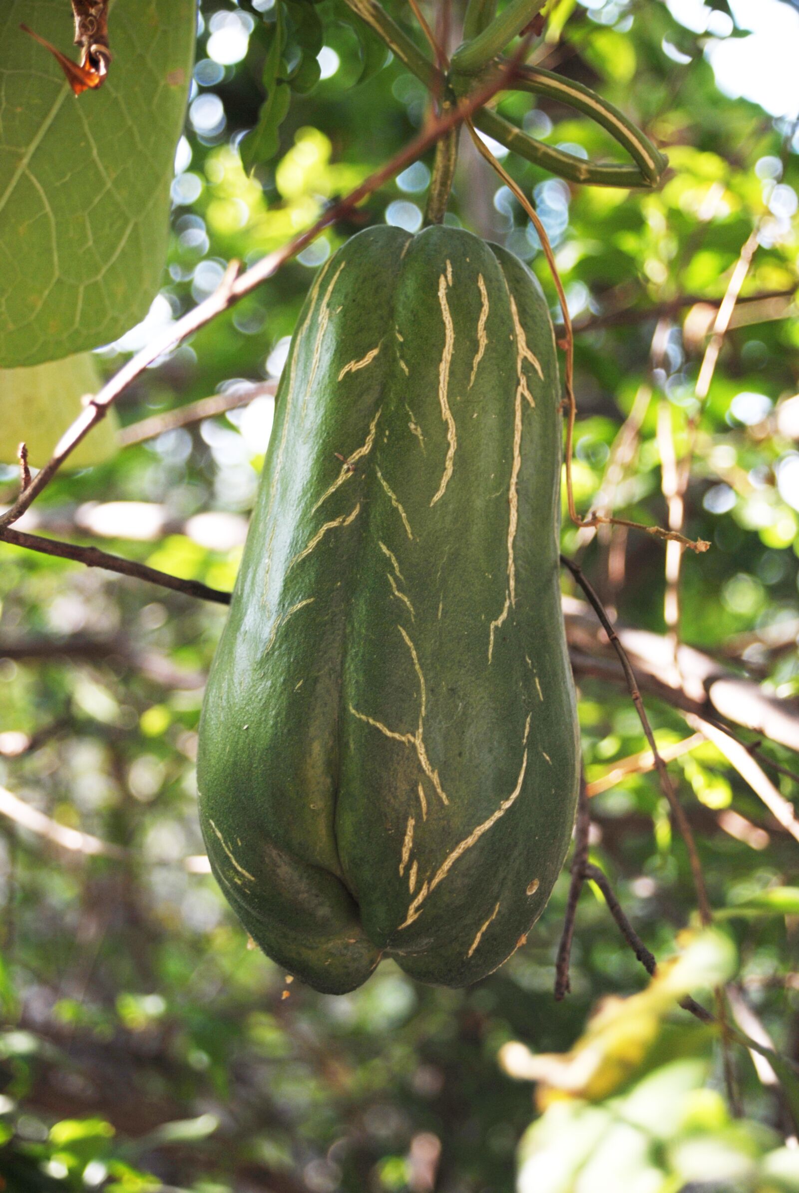 Nikon D200 sample photo. Squash, fruit, vegetable photography