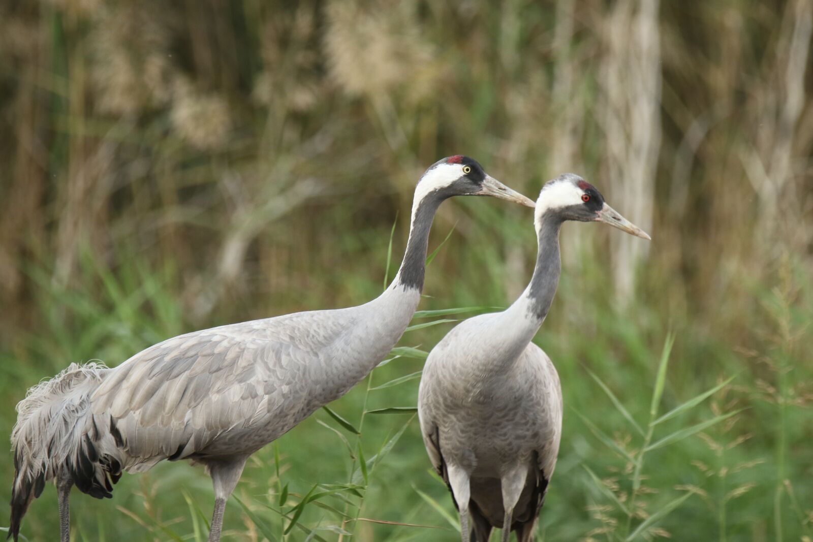 Canon EOS 7D Mark II sample photo. Birds, cranes, swap photography