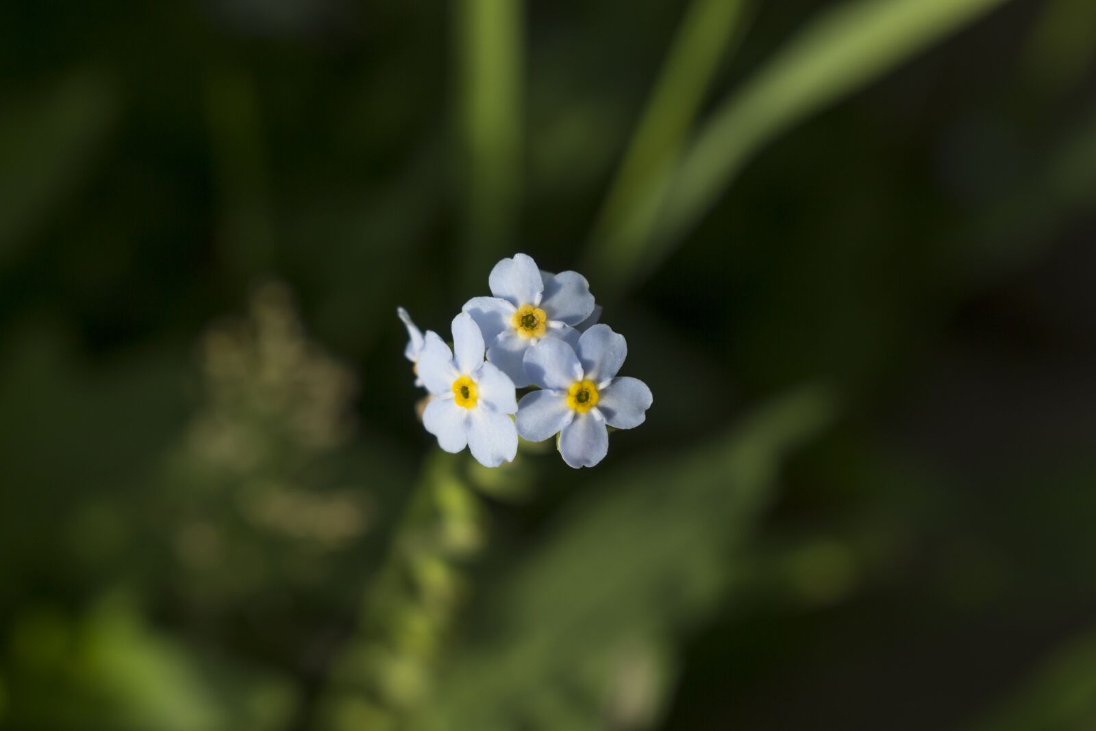 Canon EOS 700D (EOS Rebel T5i / EOS Kiss X7i) sample photo. Flowers, small, blue photography