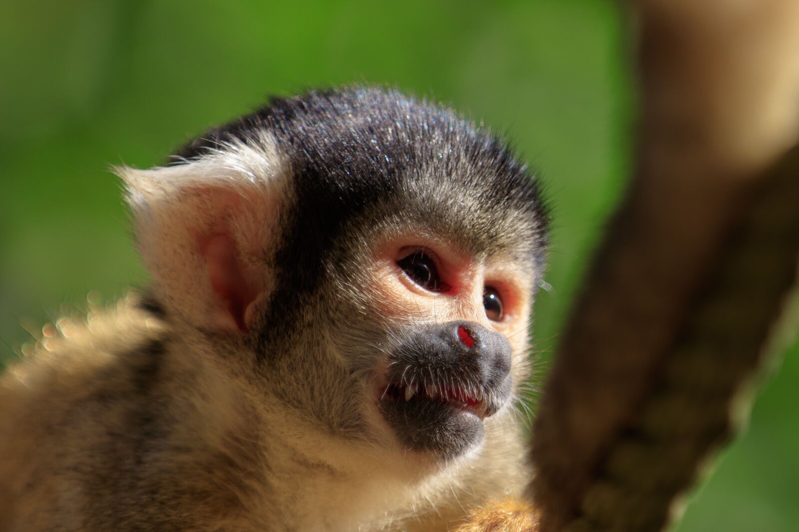 Canon EOS 80D sample photo. Monkey, squirrel monkey, äffchen photography