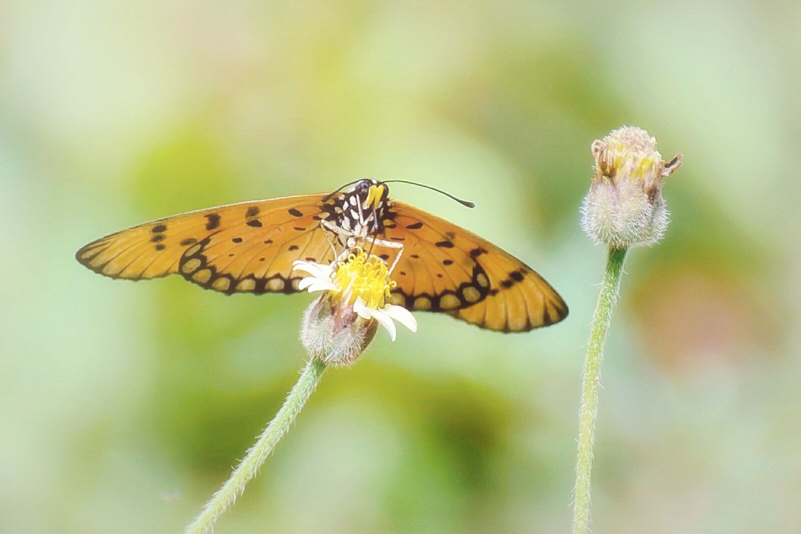 Nikon D7100 sample photo. Butterfly, yellow, flowers photography