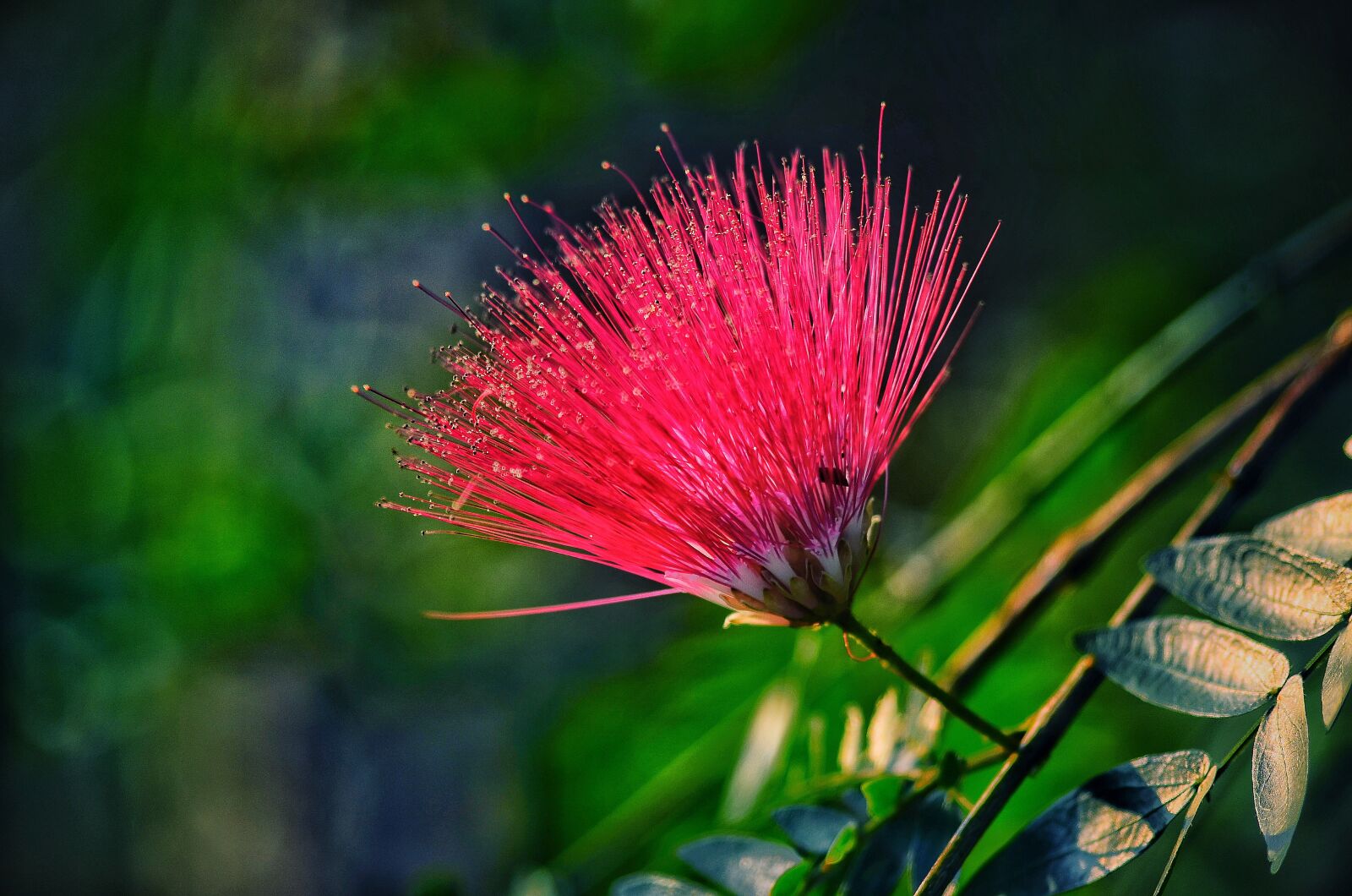 Nikon D5100 sample photo. Sensitive, plant, flower photography