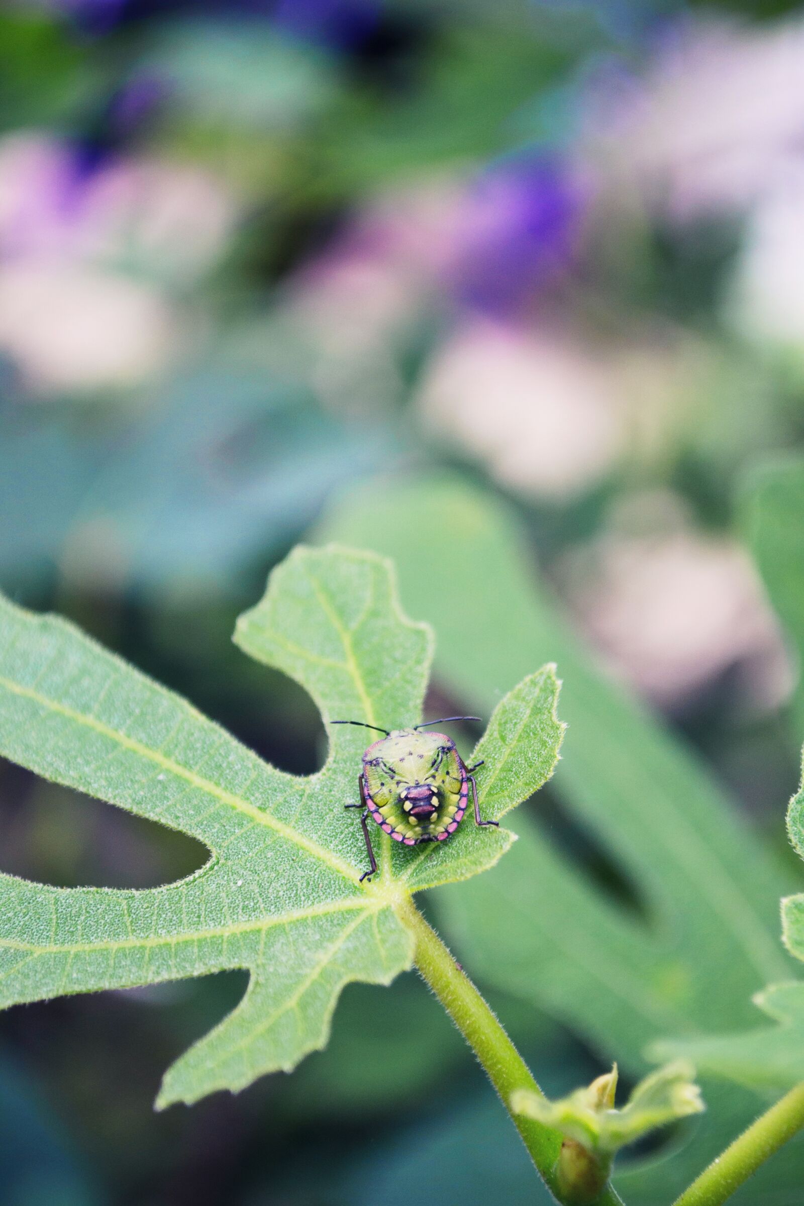 Nikon D3100 sample photo. Bug, fig, beetle photography