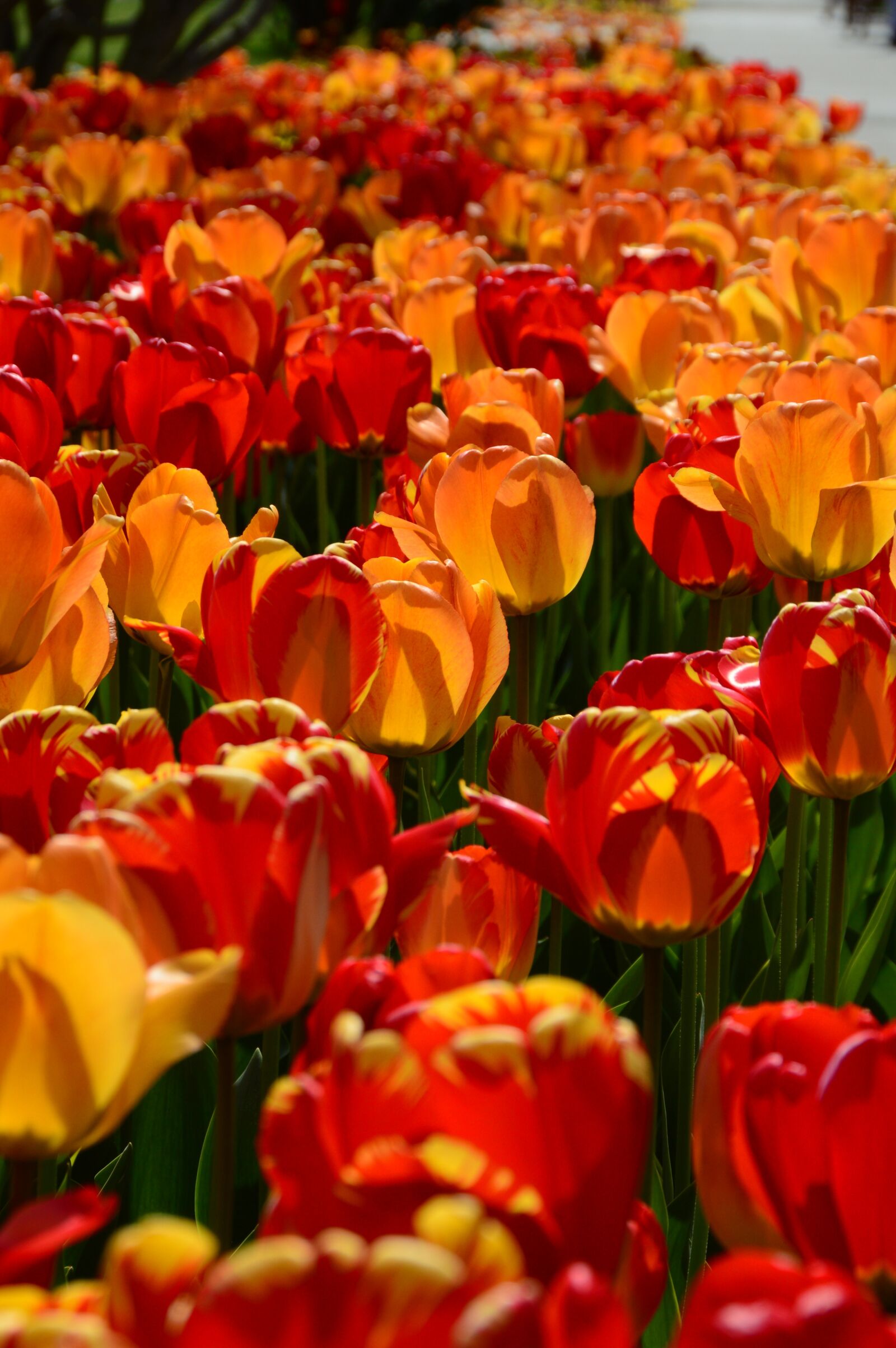 Nikon D3200 sample photo. Spring, flowers, tulips photography