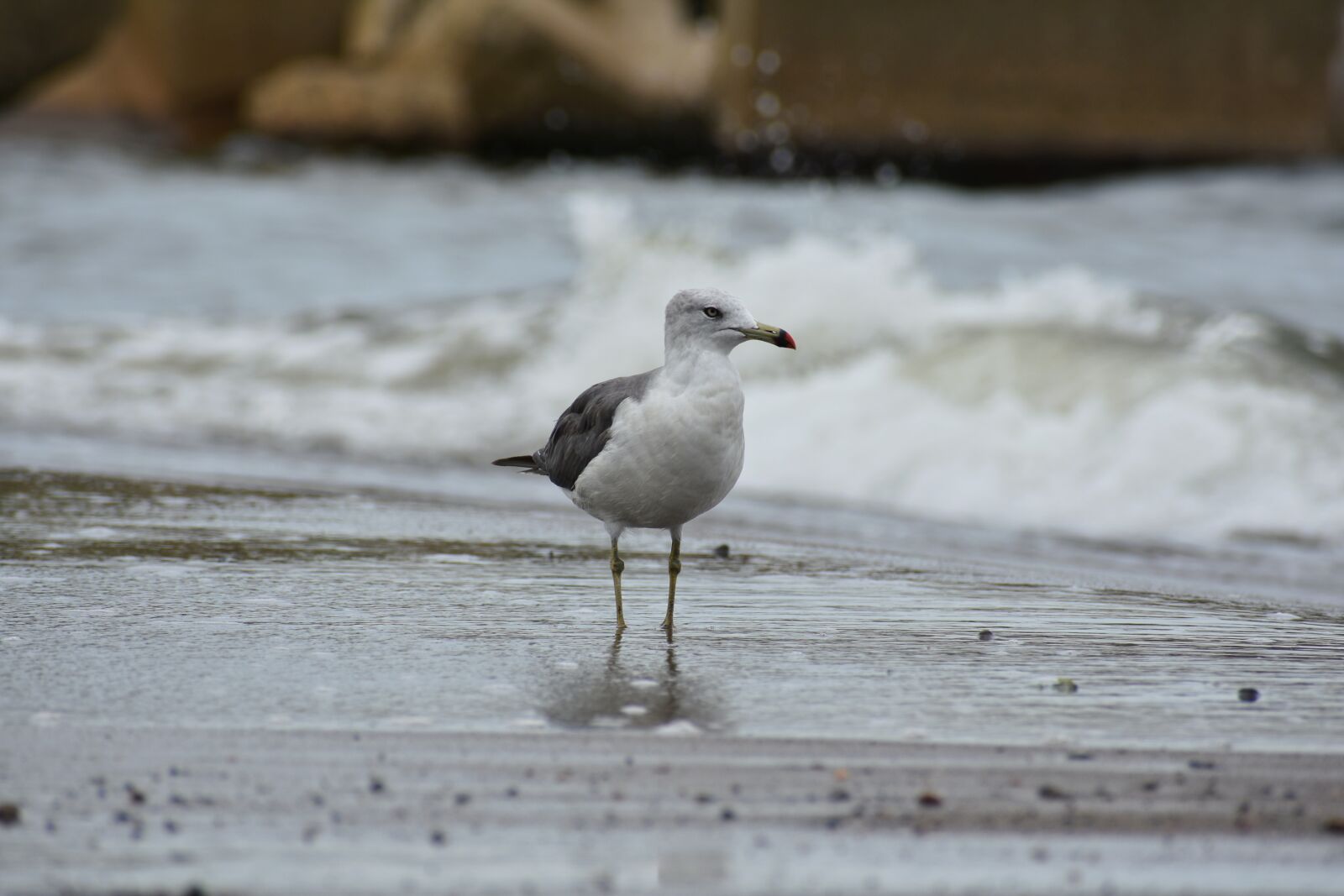 Nikon D7200 sample photo. Animal, sea, beach photography