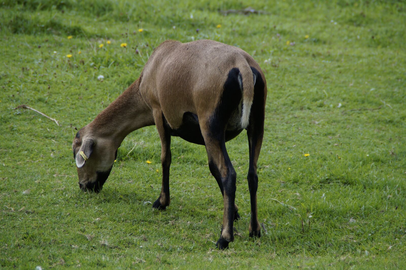 Sony SLT-A58 sample photo. Sheep, cameroon sheep, meadow photography