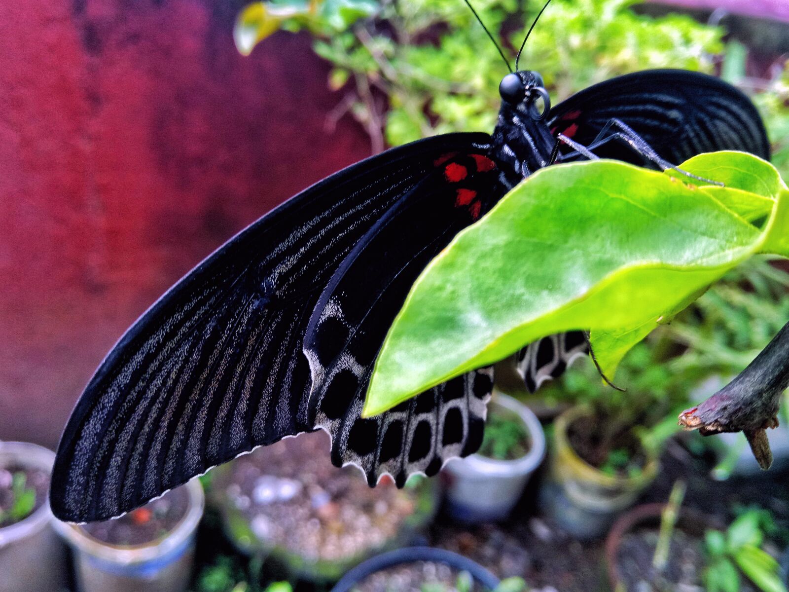 OPPO CPH1605 sample photo. Animal, butterfly, beautiful photography