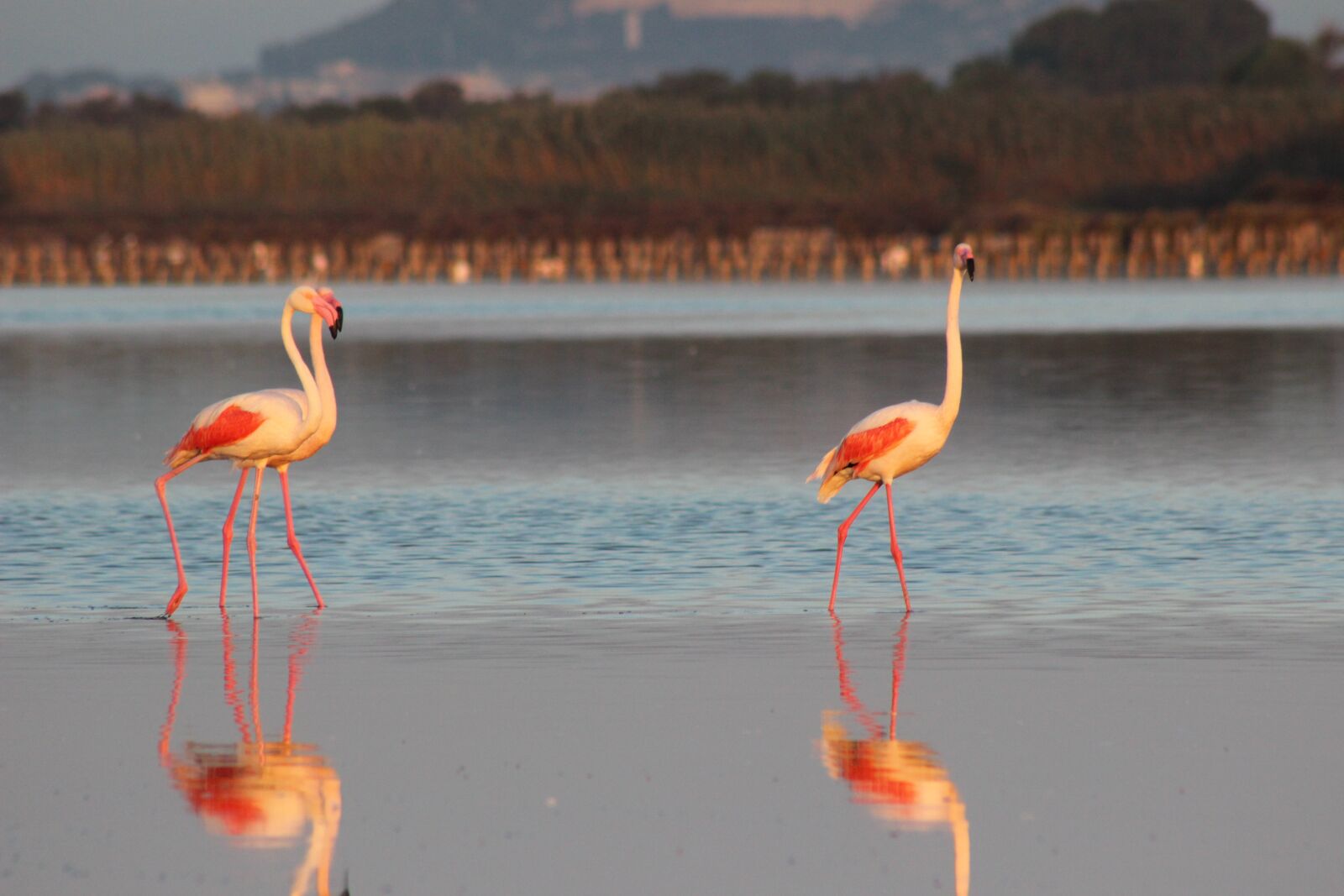 Canon EF75-300mm f/4-5.6 sample photo. Flamingo, pond, nature photography
