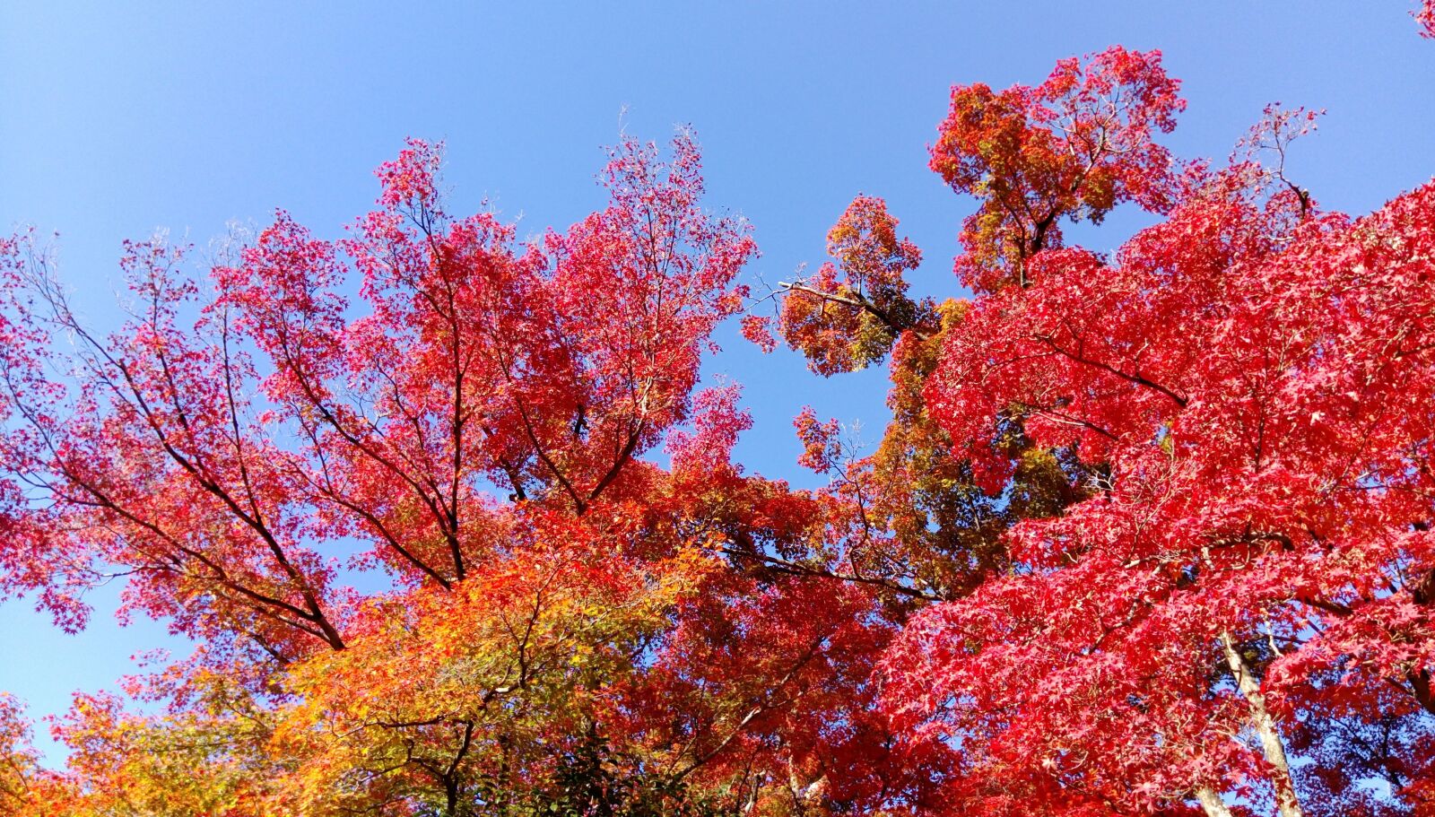 HTC ONE X9 DUAL SIM sample photo. Japan, maple leaf, tree photography