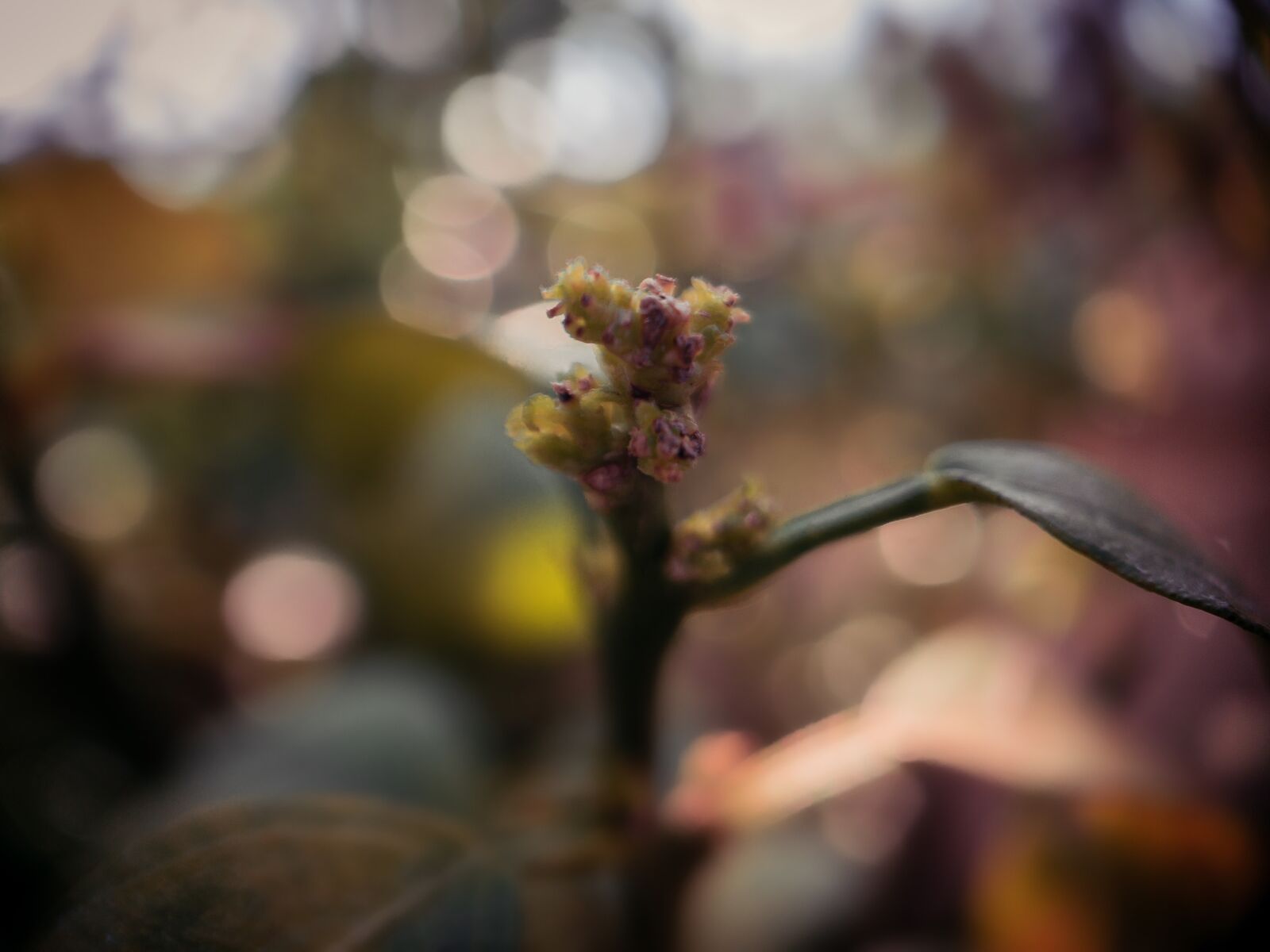 Moment Macro 25mm sample photo. Orange, orange tree, macro photography