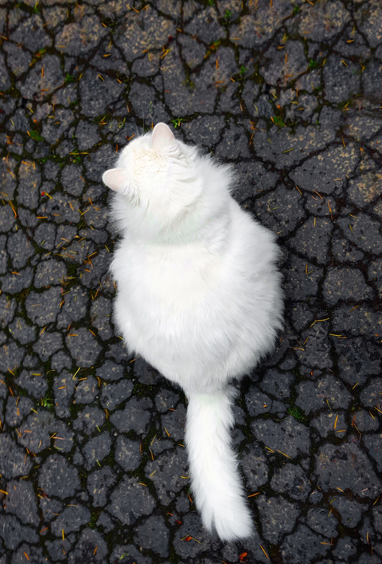 Samsung Galaxy S6 sample photo. Cat, white, concrete photography