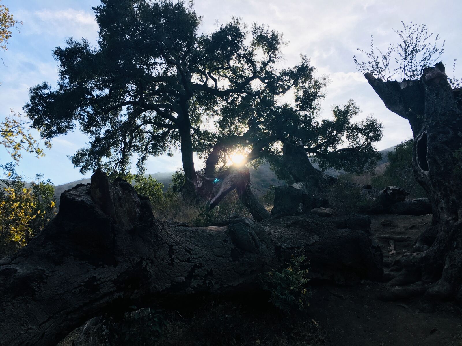 Apple iPhone 6s sample photo. Root, tree, sunlight photography