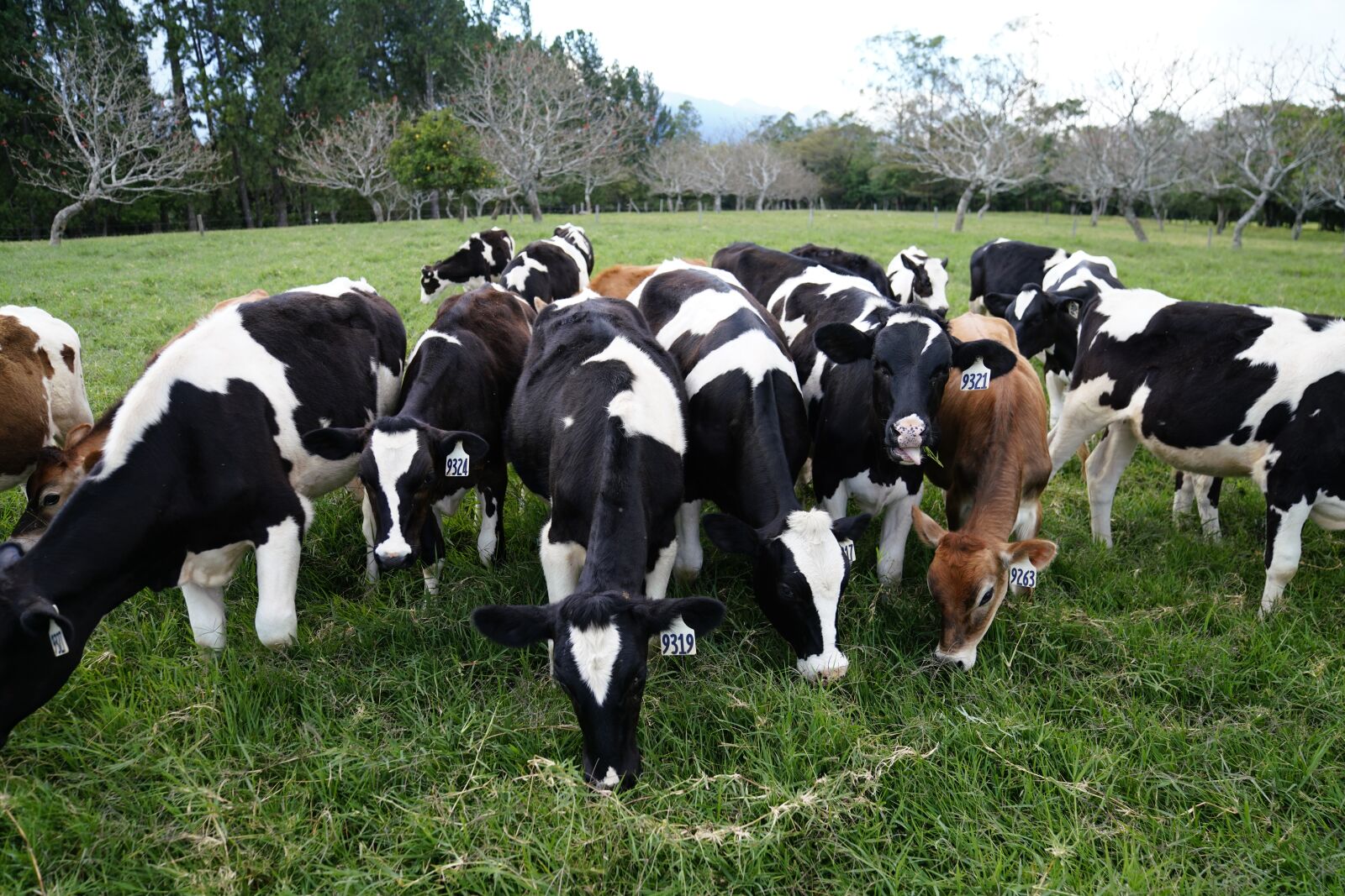 Sony a7R III sample photo. Cow, dairy, milk photography